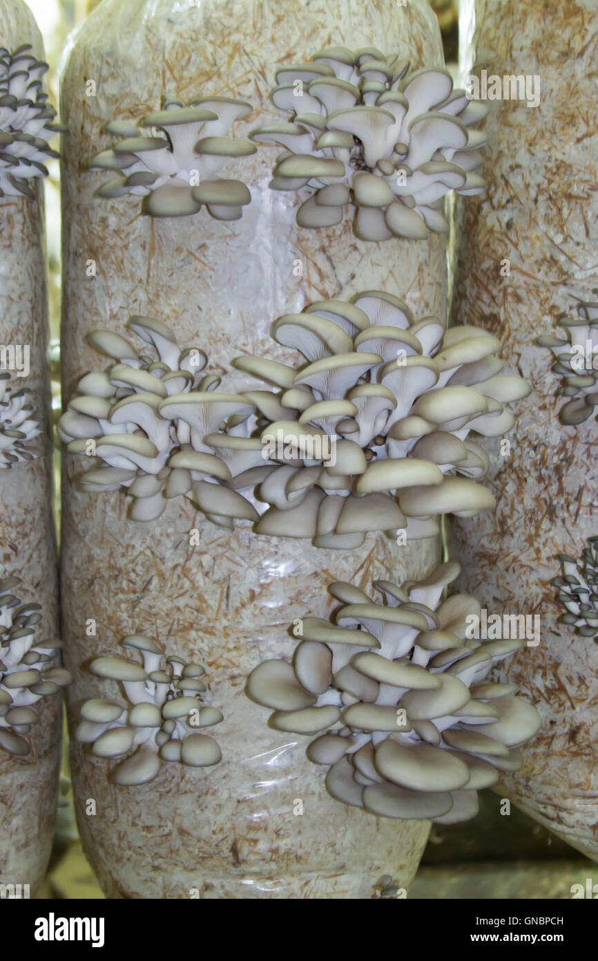 Funghi Oyster coltivazione Foto Stock