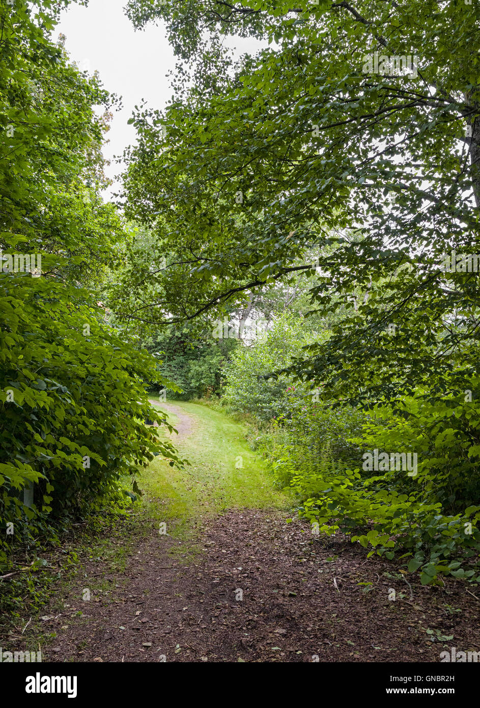 Percorso a piedi attraverso la fitta foresta verde lussureggiante modello di rilascio: No. Proprietà di rilascio: n. Foto Stock