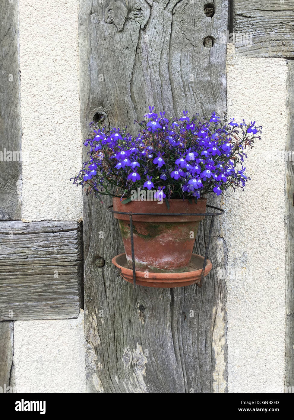 Fiori viola in una pentola all'aperto Foto Stock