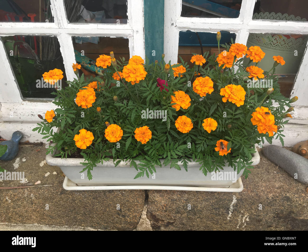Mazzo di fiori di arancio in un rettangolo pot presso il bordo di una finestra Foto Stock