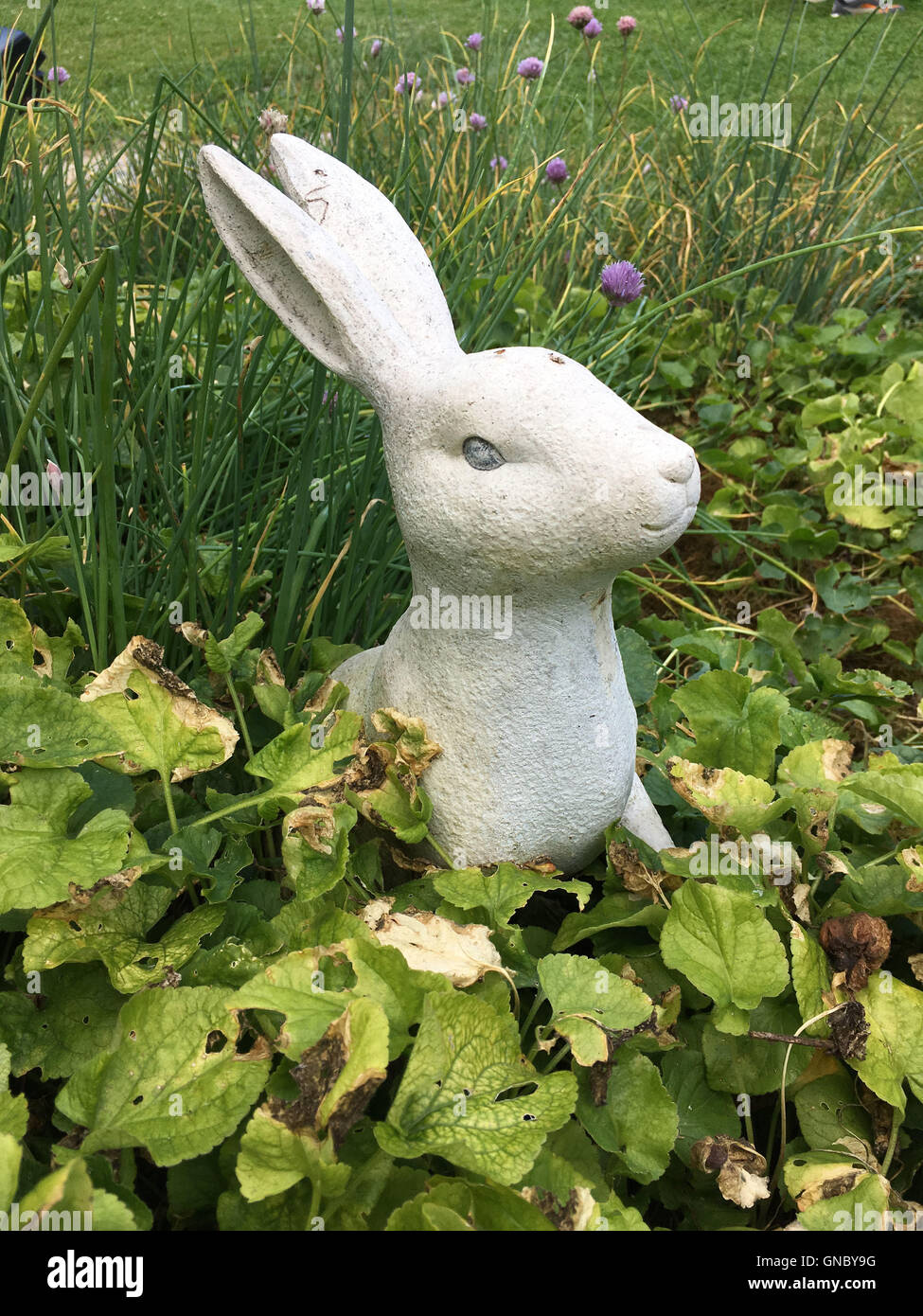 Si tratta di una foto di un coniglio bianco in un giardino Foto Stock