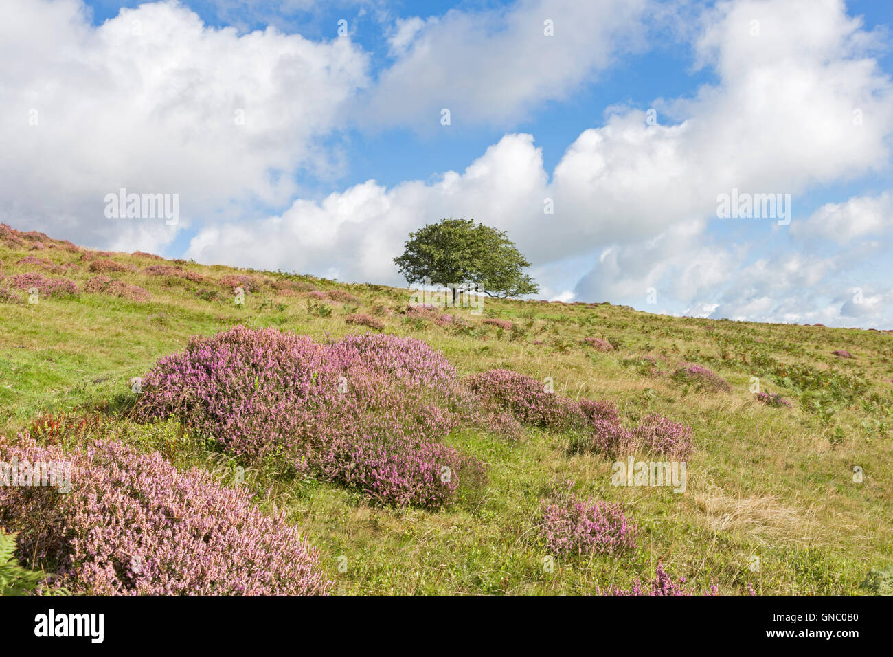 Heather moorland sulla lunga Mynd, Shropshire, Inghilterra, Regno Unito Foto Stock