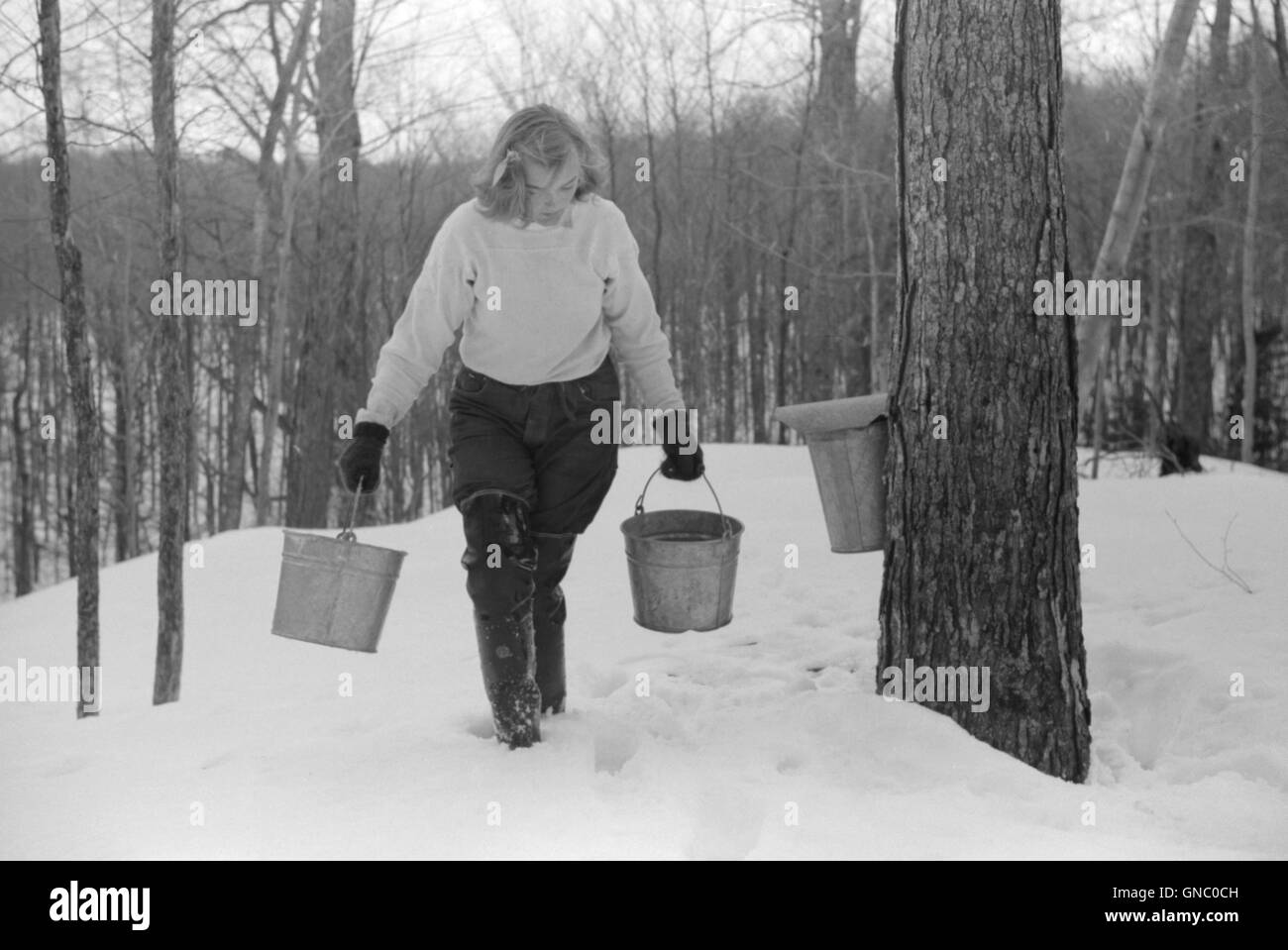 Ragazza adolescente che raccoglie SAP da alberi di acero dello zucchero per fare sciroppo di acero, Bridgewater del nord, Vermont, Stati Uniti d'America, Marion Post Wolcott, STATI UNITI Farm Security Administration, aprile 1940 Foto Stock