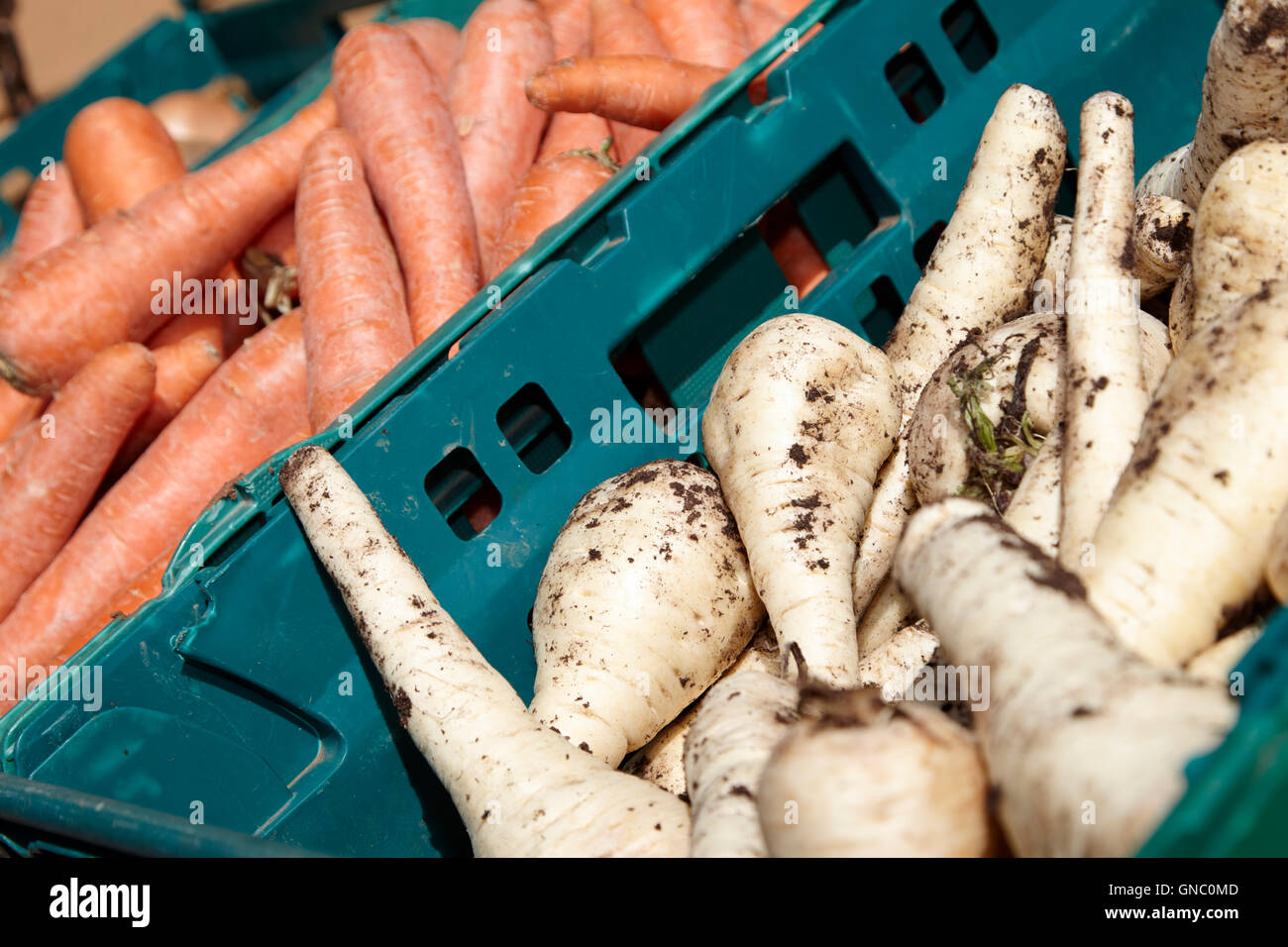 Pastinaca freschi e carote sul display un fruttivendolo stallo alimentari nel Regno Unito Foto Stock