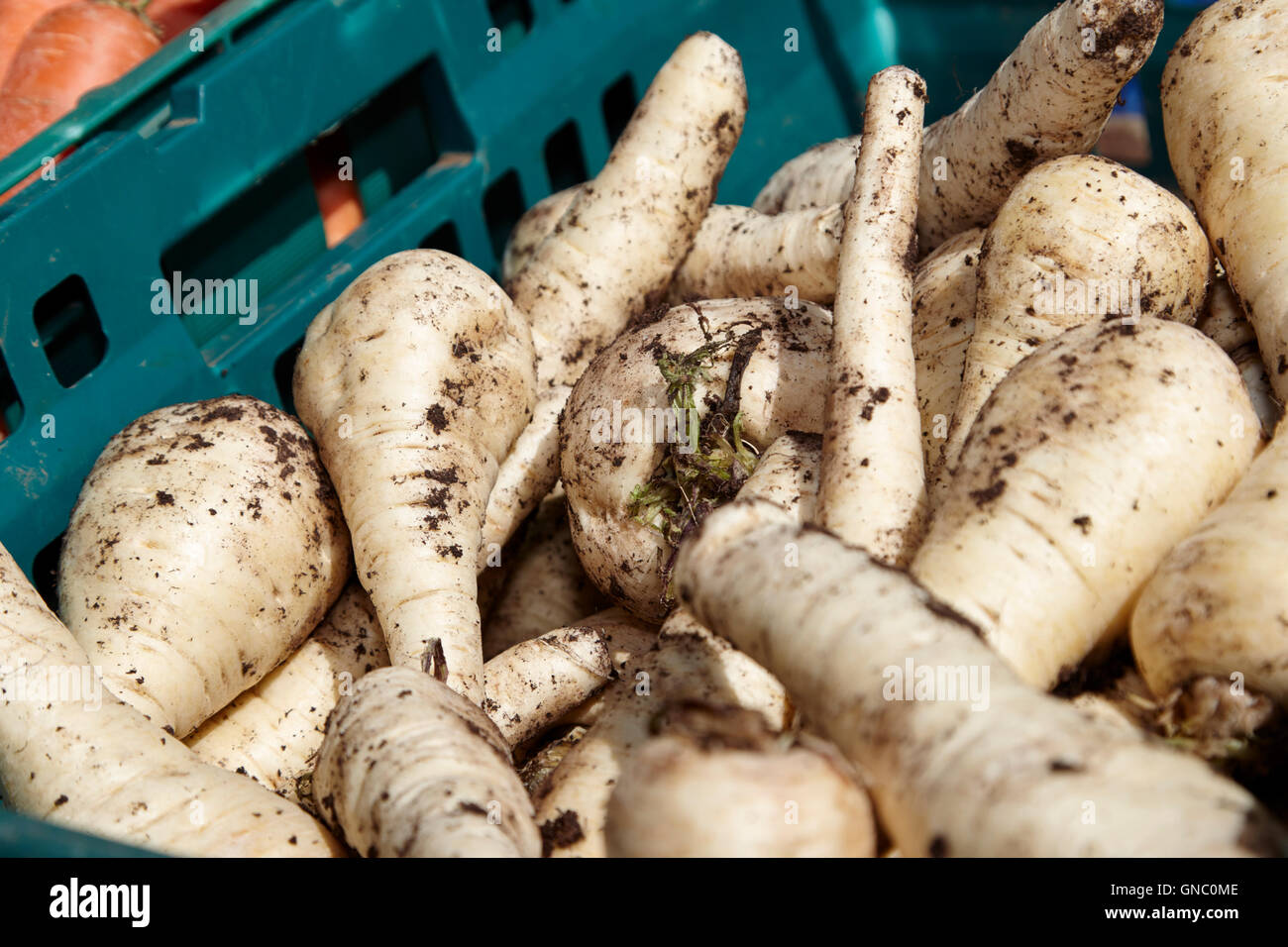 Pastinaca fresco sul display un fruttivendolo stallo alimentari nel Regno Unito Foto Stock