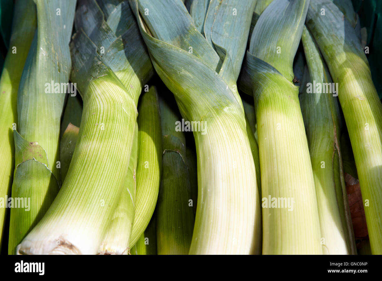 Porri freschi sul display un fruttivendolo stallo alimentari nel Regno Unito Foto Stock