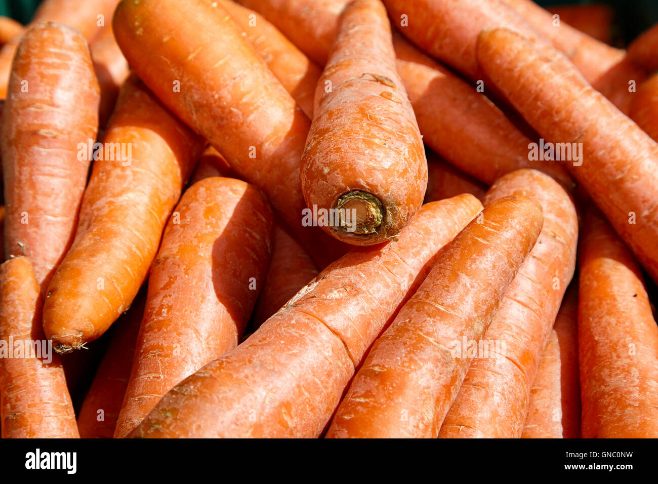 Le carote fresche sul display un fruttivendolo stallo alimentari nel Regno Unito Foto Stock