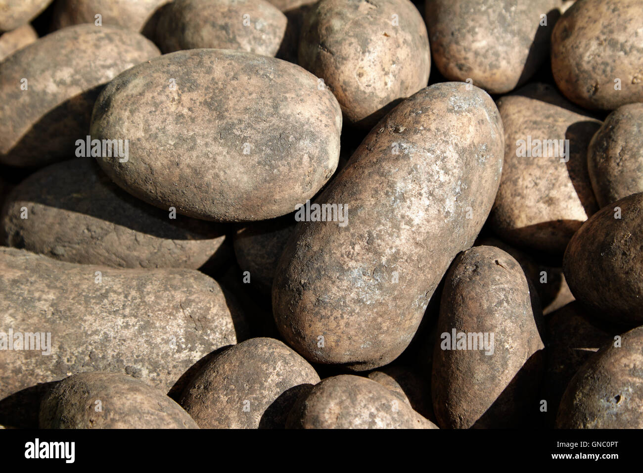 Vecchia stagione patate irlandese sul display un fruttivendolo stallo alimentari nel Regno Unito Foto Stock