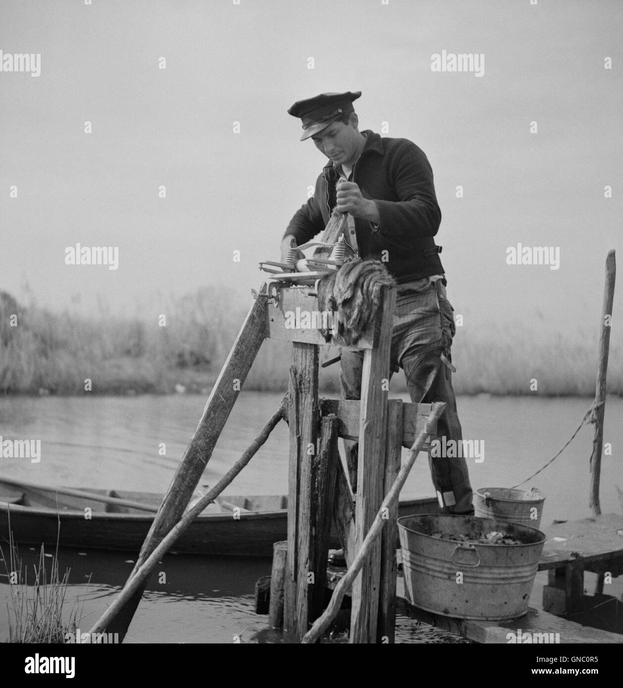 Muskrat Trapper mettendo le pellicce attraverso strizzatore dopo scuoiamento, vicino all isola di Delacroix, Louisiana, Stati Uniti d'America, Marion Post Wolcott per la Farm Security Administration, Gennaio 1941 Foto Stock