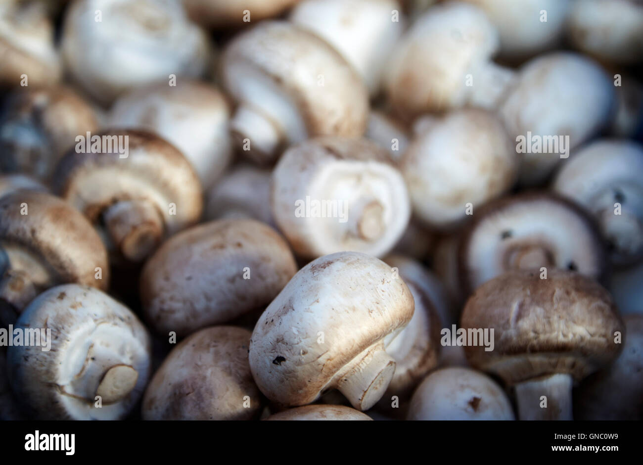 Fresco di funghi bianco sul display un fruttivendolo stallo alimentari nel Regno Unito Foto Stock