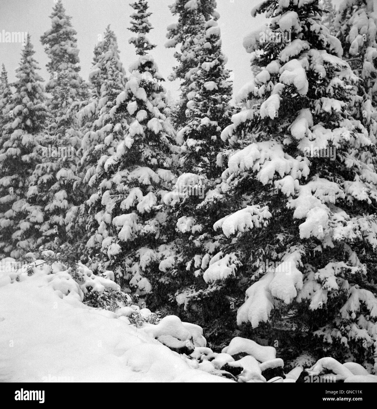 Alberi sempreverdi dopo inizio di caduta Blizzard sull indipendenza Pass, Colorado, Stati Uniti d'America, Marion Post Wolcott per la Farm Security Administration, Settembre 1941 Foto Stock