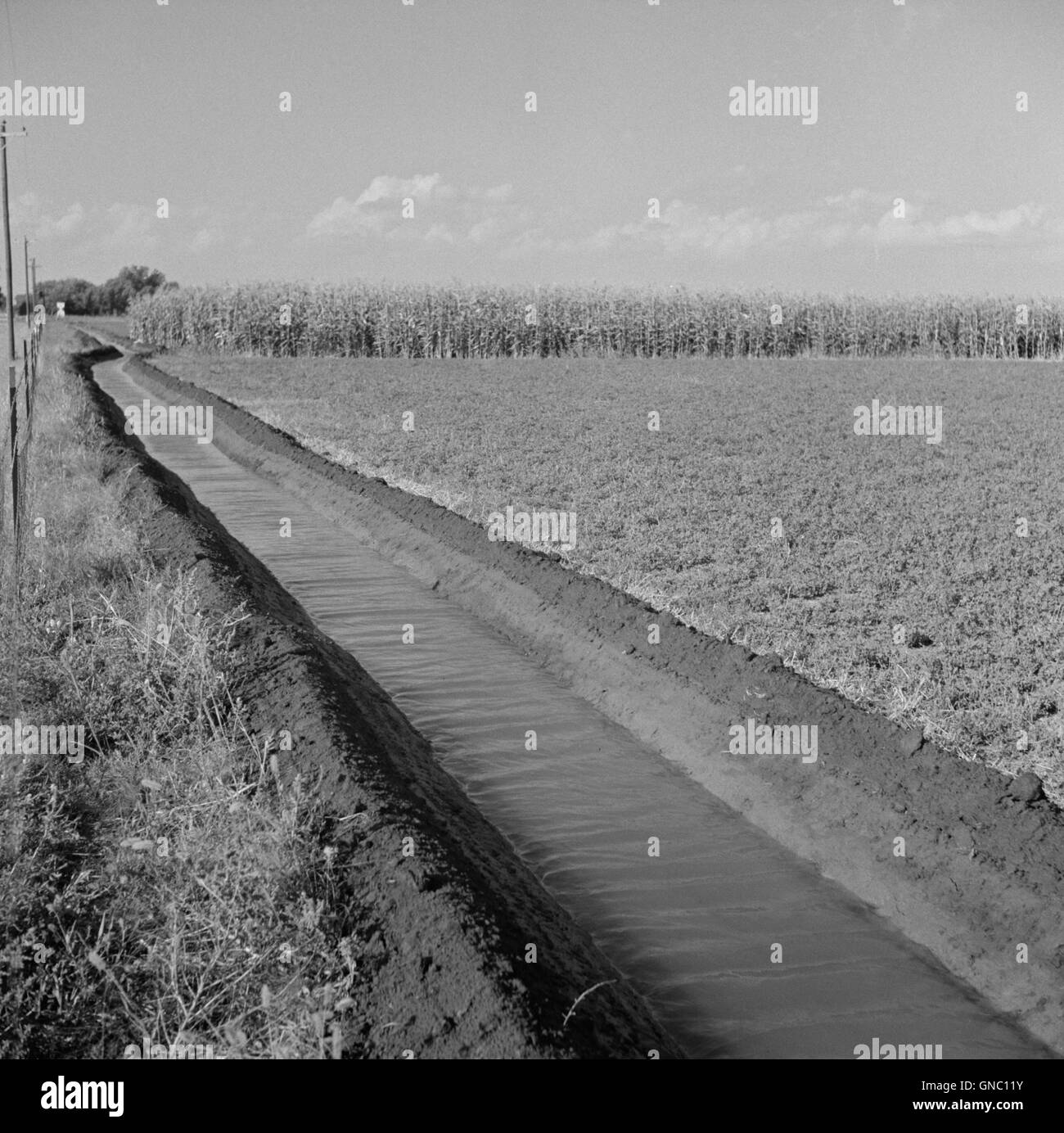 Il Fosso di Irrigazione in esecuzione attraverso l'erba medica e campo di mais, Farm Security Administration (FSA) Cooperativa, Waterloo, Nebraska, Stati Uniti d'America, Marion Post Wolcott per la Farm Security Administration, Settembre 1941 Foto Stock