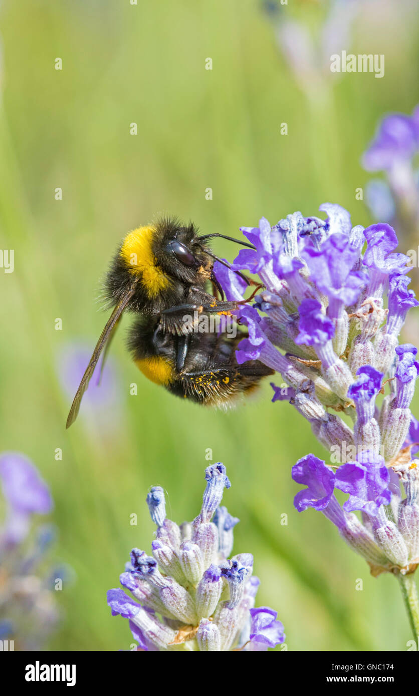Giardino Bumblebee 'Bombus hortorum' su una pianta di lavanda, England, Regno Unito Foto Stock