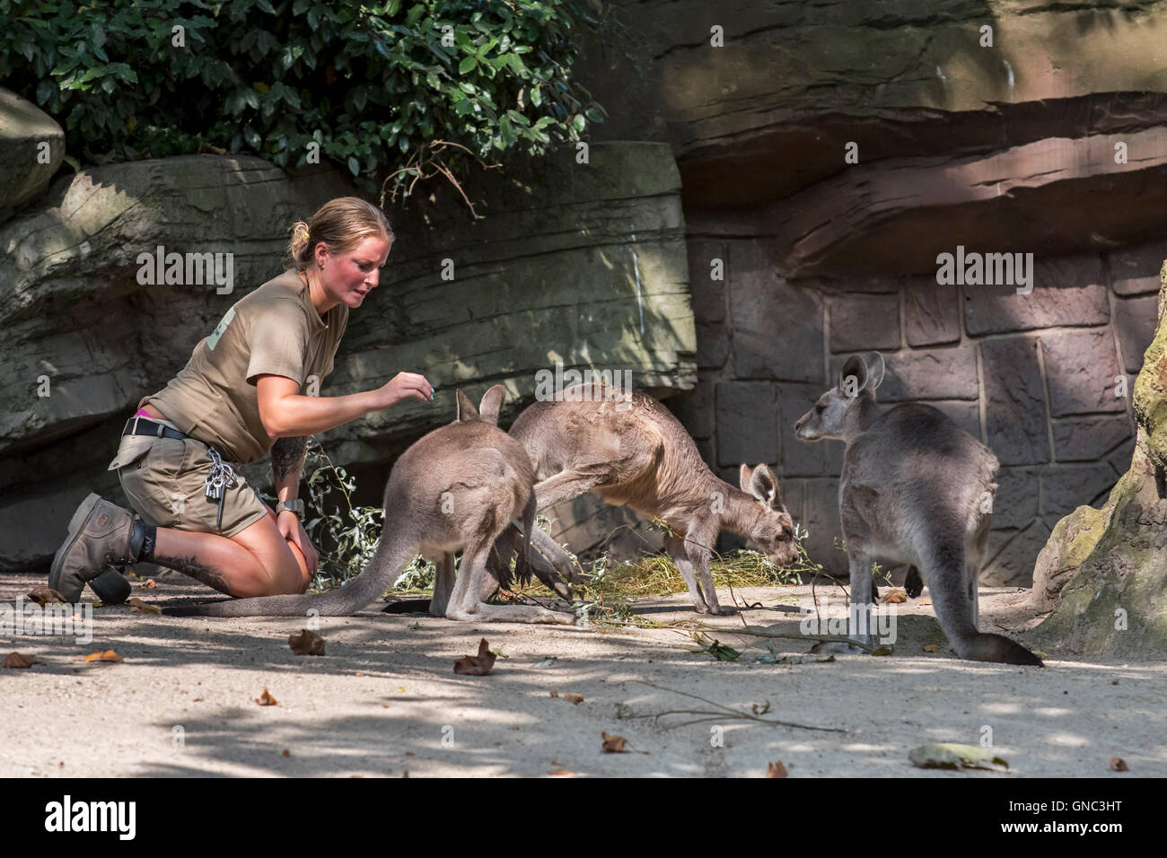 Controllo Zookeeper sul grigio orientale canguri (Macropus giganteus) in involucro in corrispondenza del Zoo di Anversa, Belgio Foto Stock