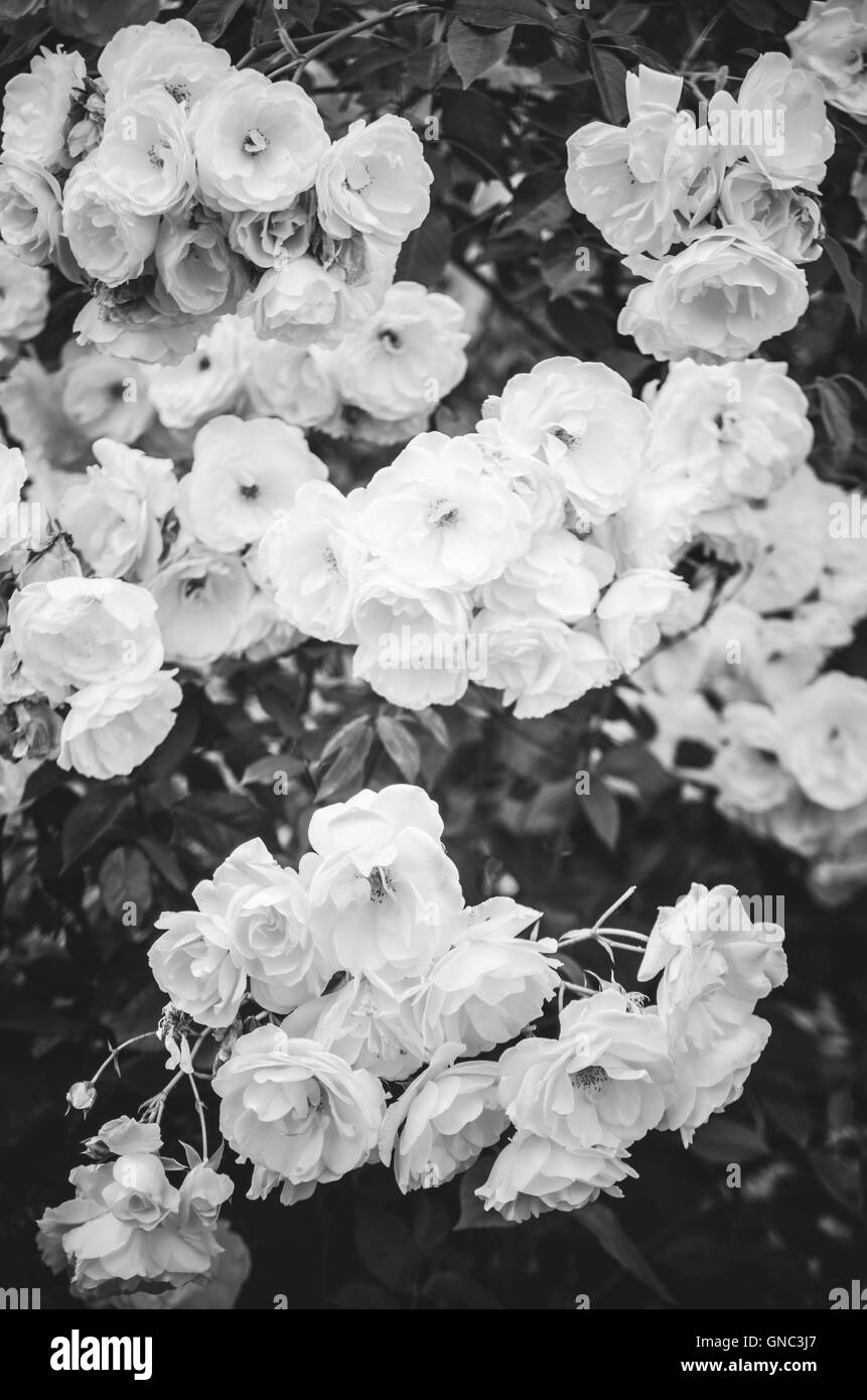 International Rose Test Garden, Washington Park, Portland, Oregon, Stati Uniti d'America Foto Stock