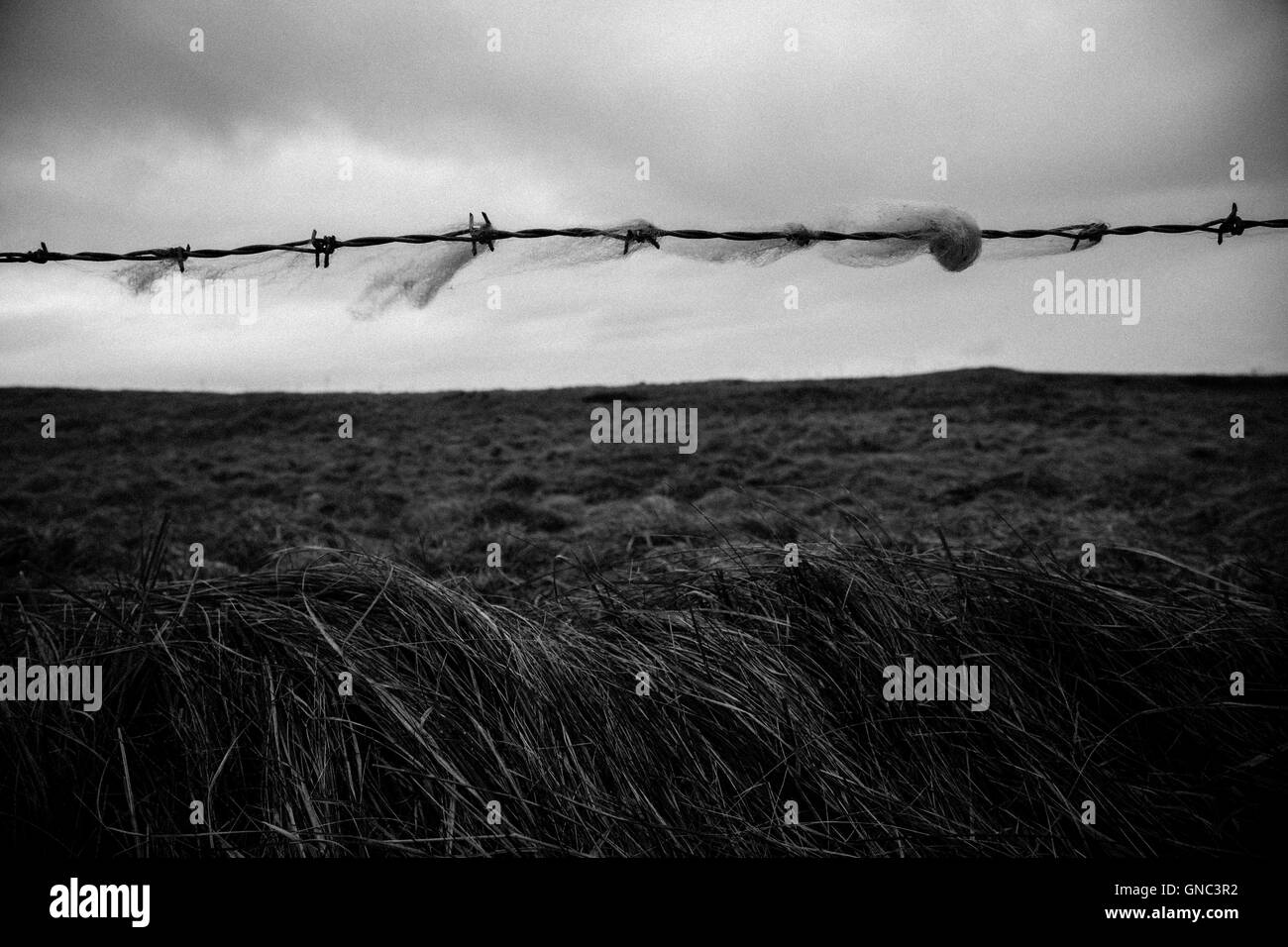 La lana catturato sul filo spinato con il paesaggio rurale in background sul giorno nuvoloso, Irlanda Foto Stock