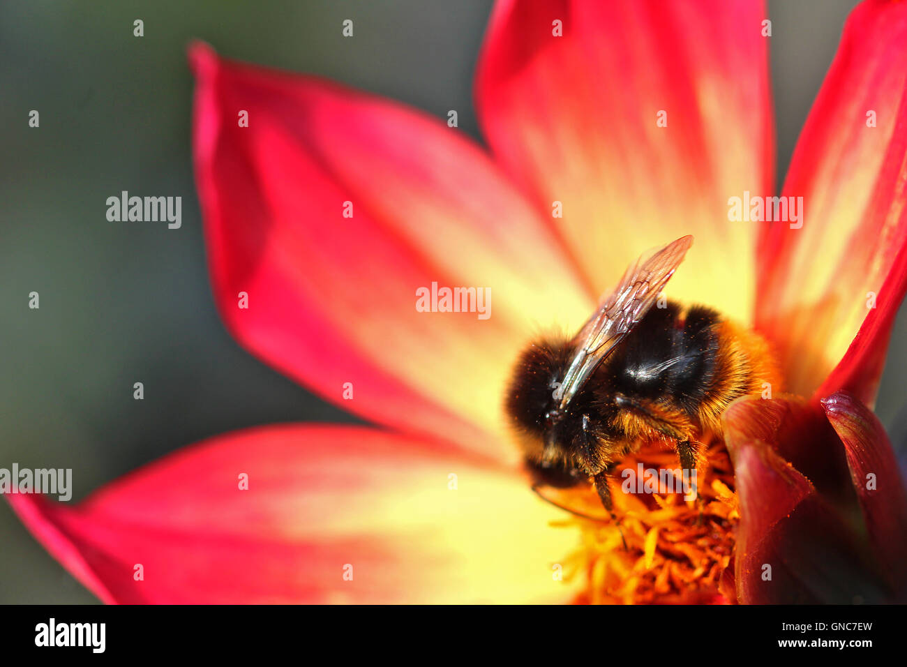 Close up di un ape su un fiore Foto Stock
