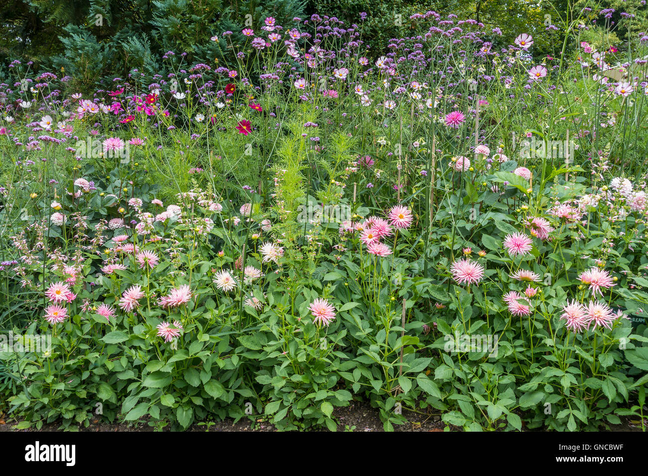 Perenne di confine Vibena Dahlia Cosmo plus Foto Stock