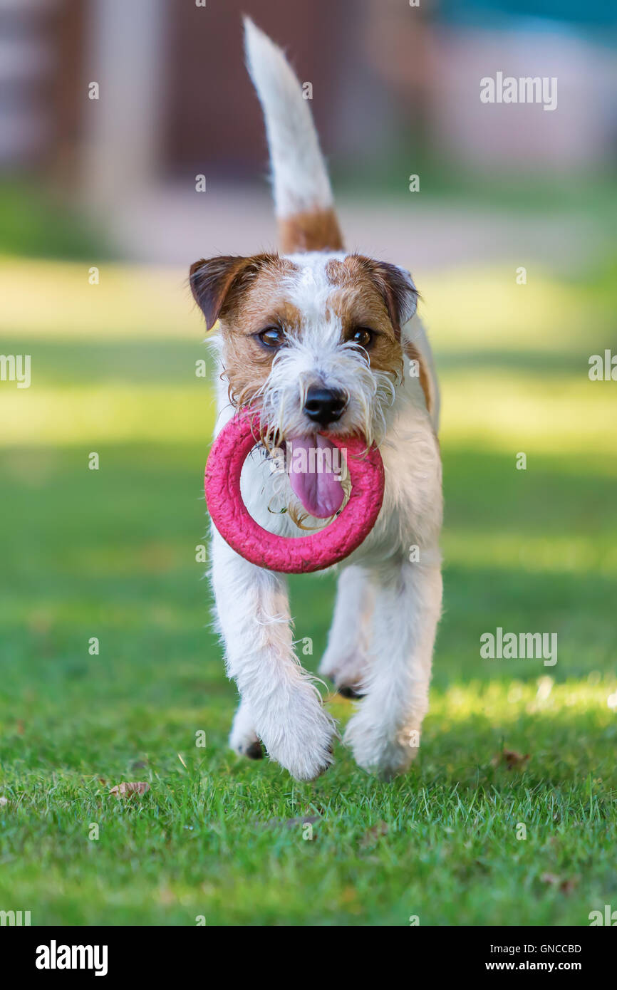 Parson Russell Terrier è il recupero di un giocattolo all'aperto Foto Stock