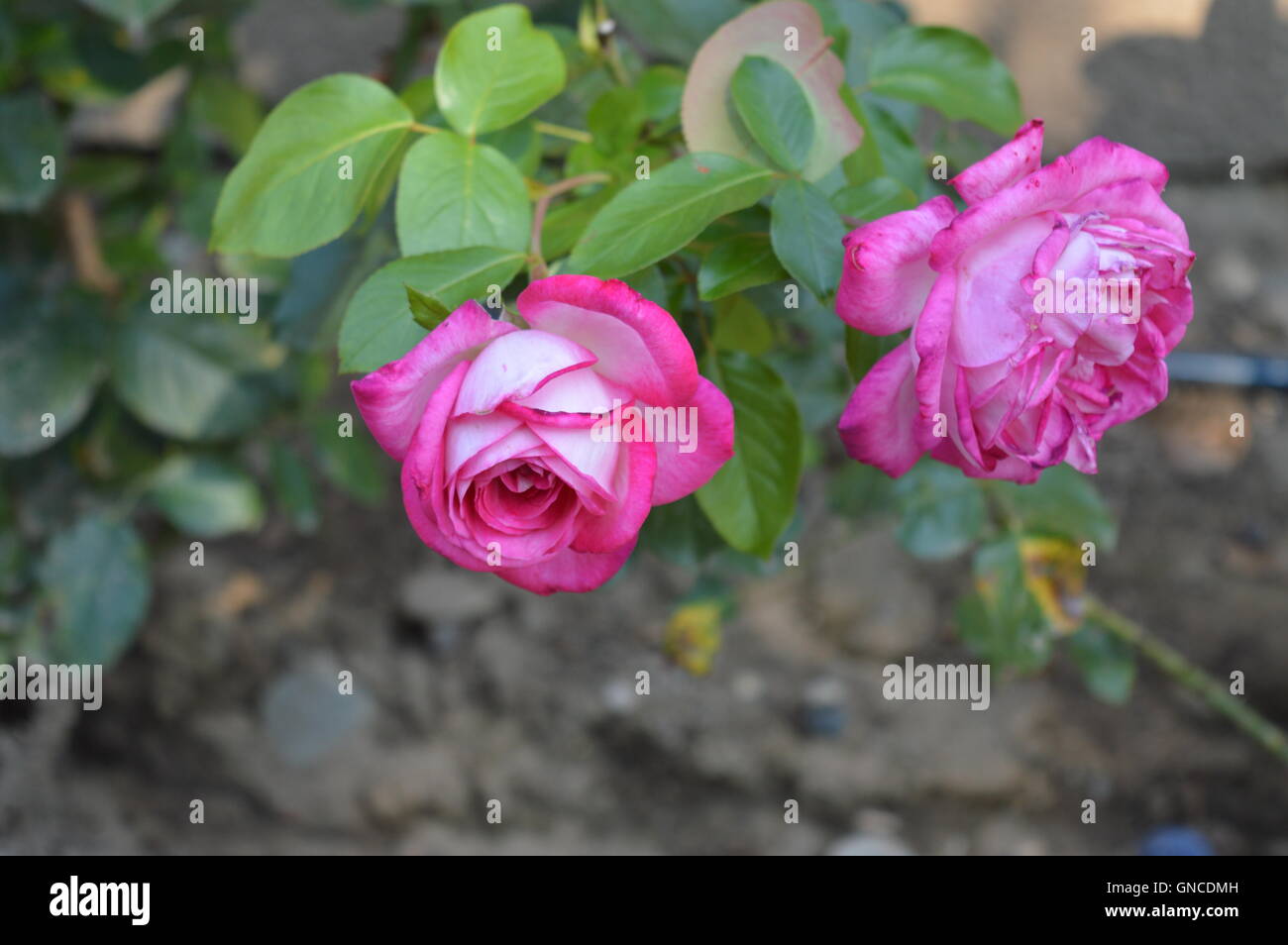 Hybrid Rose Gaujard Rose Foto Stock