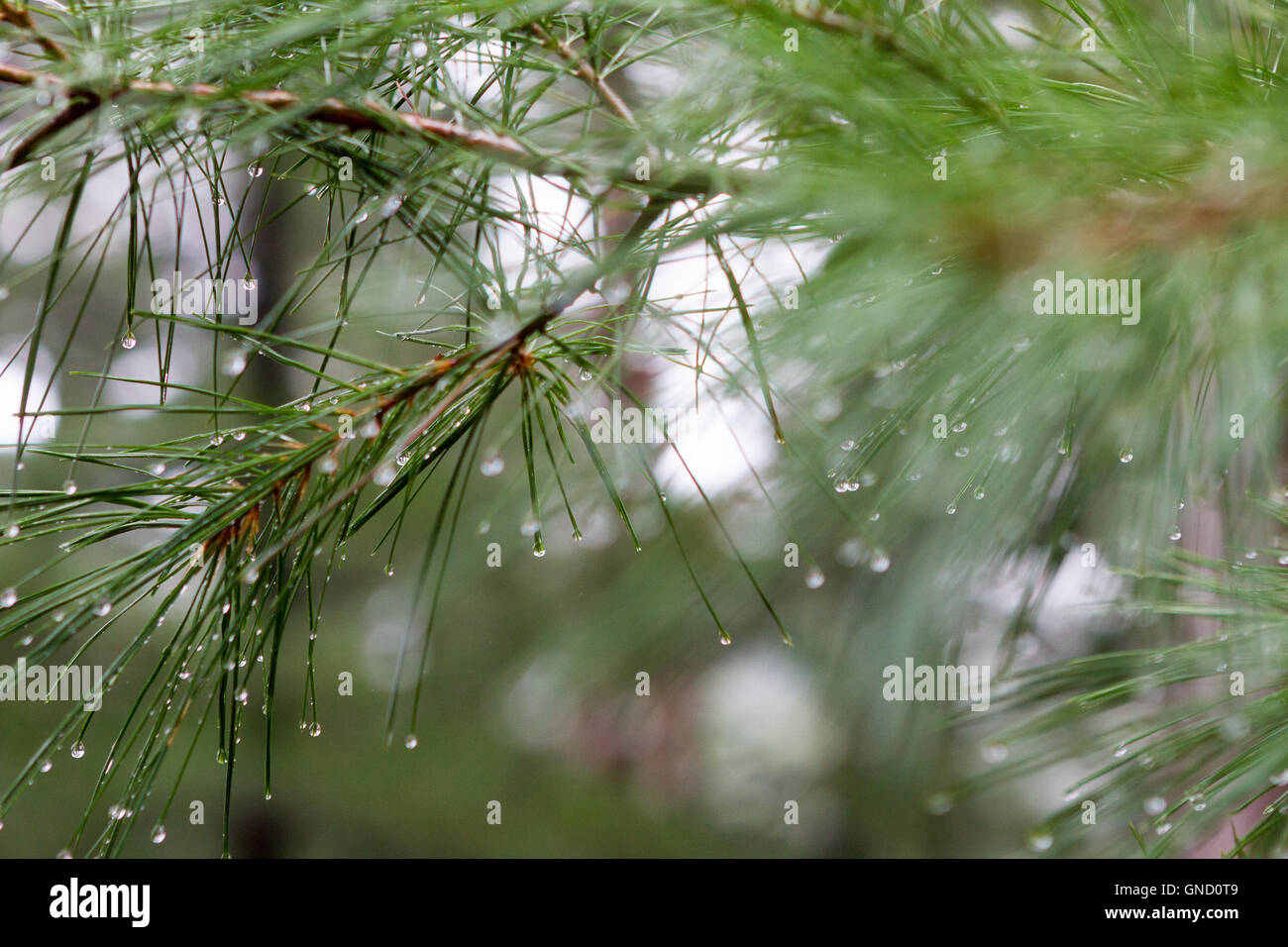 Evergreen aghi di pino con gocce di pioggia e sfocata sullo sfondo della foresta Foto Stock