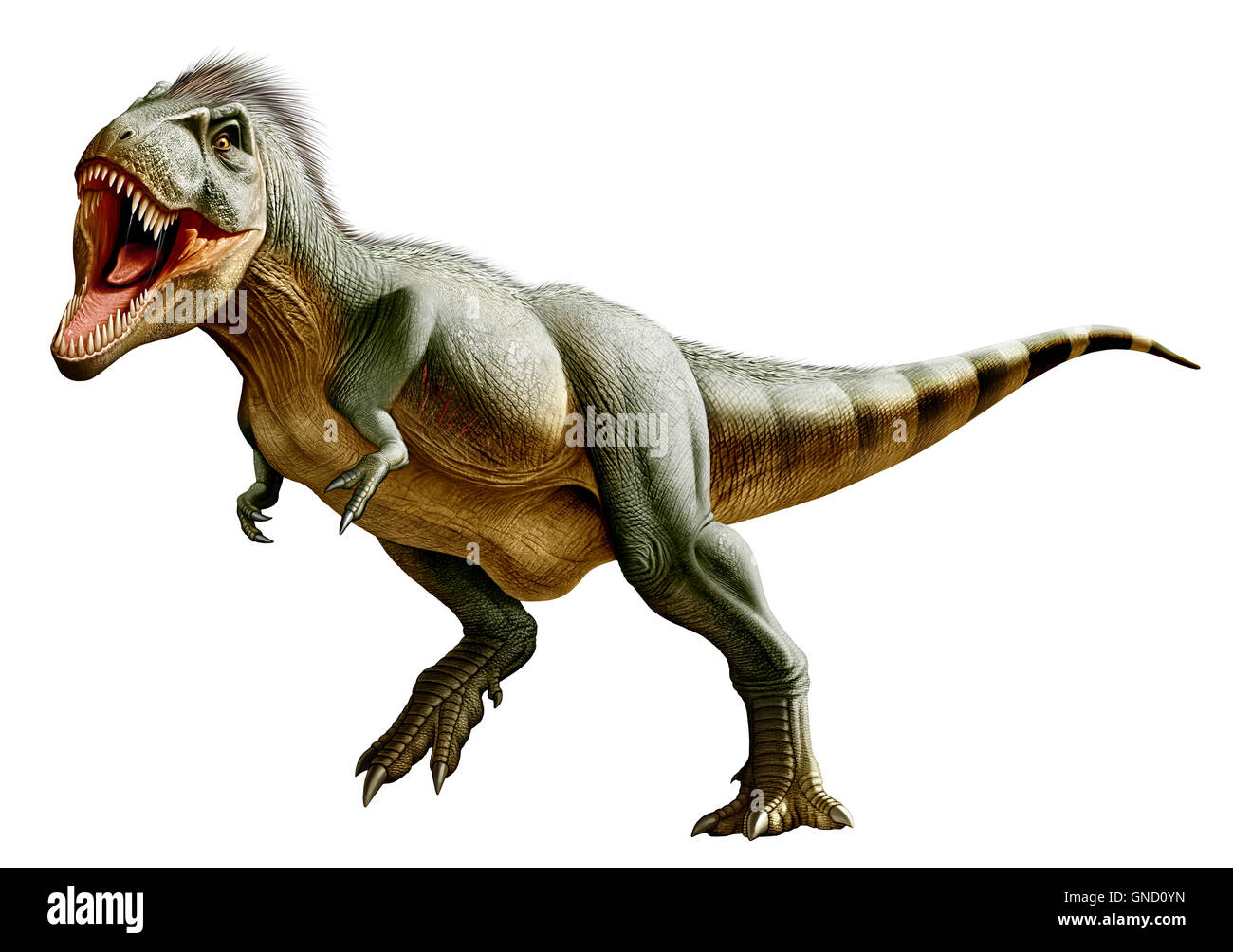 Tyrannosaurus rex, un genere di coelurosaurian theropod dinosauro del Cretaceo superiore periodo Foto Stock