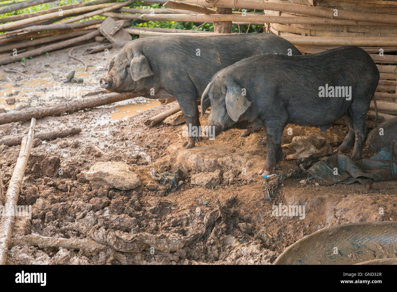 Maiali neri nella penna. Foto Stock