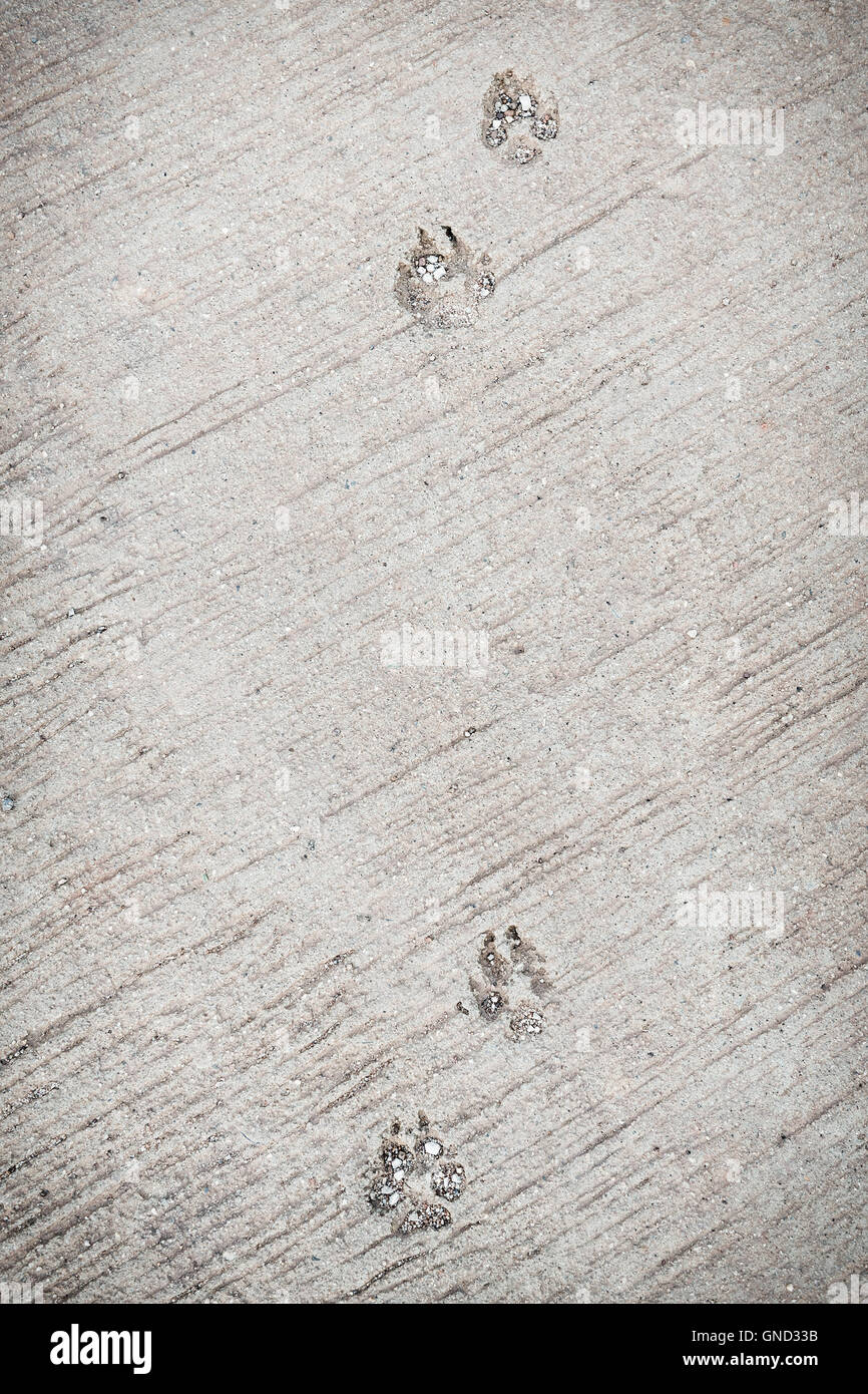 Dog foot print, questa immagine hanno lo spazio per il testo. Verticale. Foto Stock