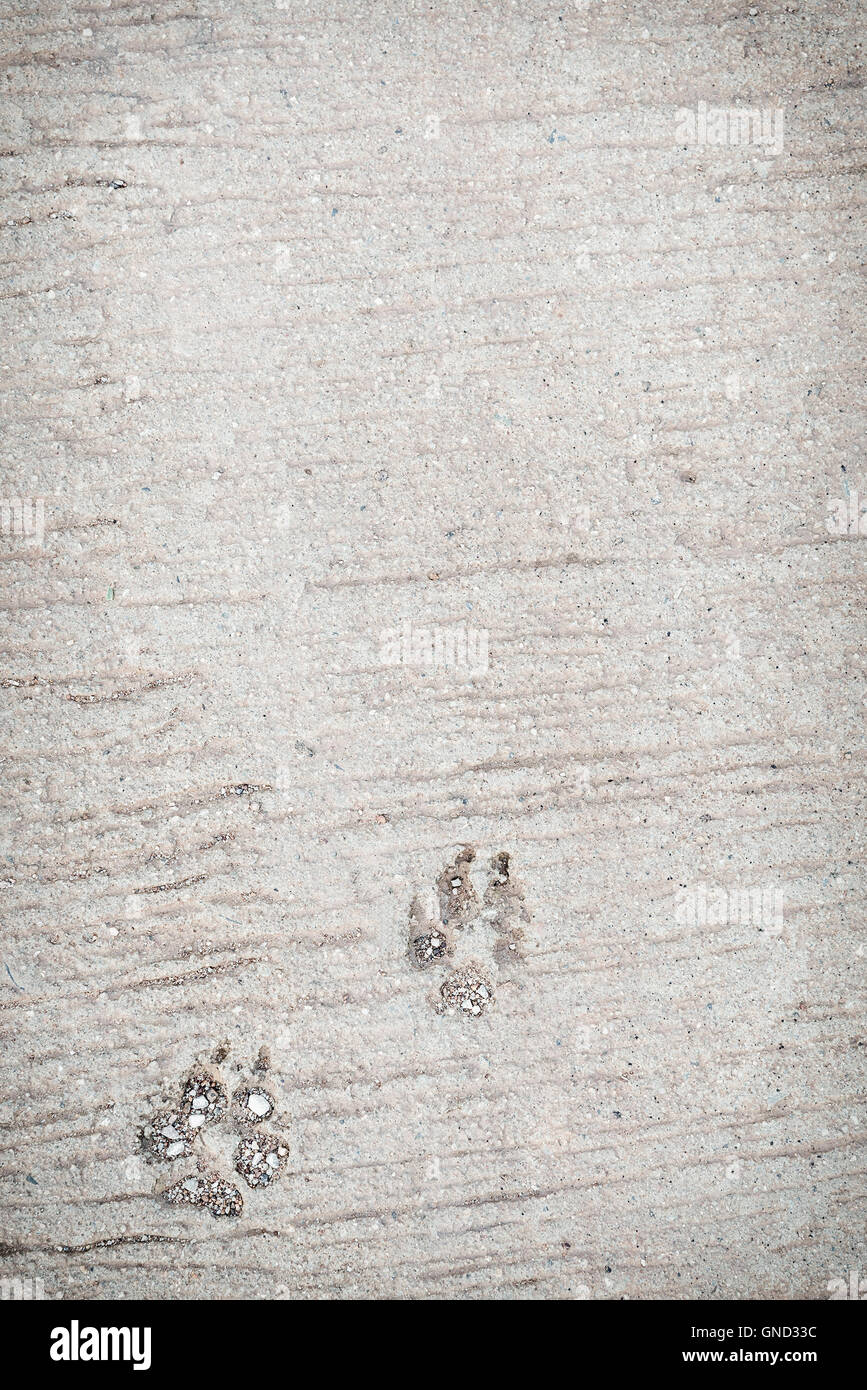 Dog foot print, questa immagine hanno lo spazio per il testo. Verticale. Foto Stock