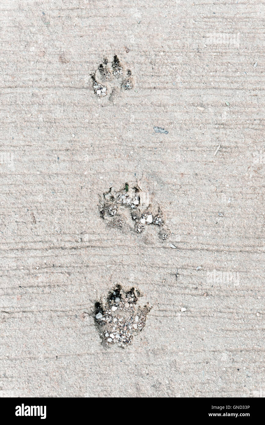 Dog foot print, questa immagine hanno lo spazio per il testo. Verticale. Foto Stock