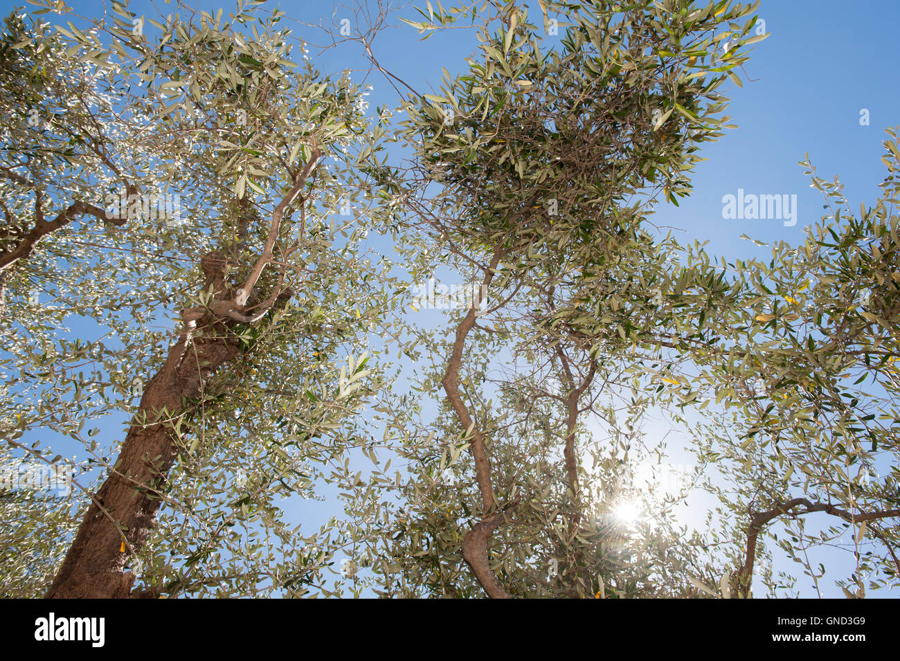 Albero di olivo dettaglio ramo con alcune olive verdi pronti per la raccolta cielo blu in background Foto Stock