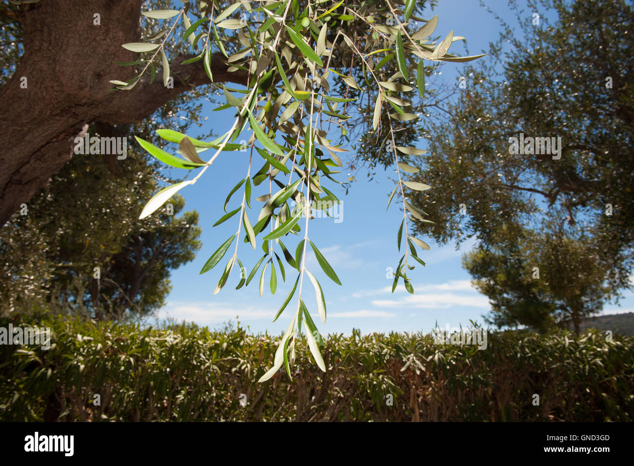 Albero di olivo dettaglio ramo con alcune olive verdi pronti per la raccolta cielo blu in background Foto Stock