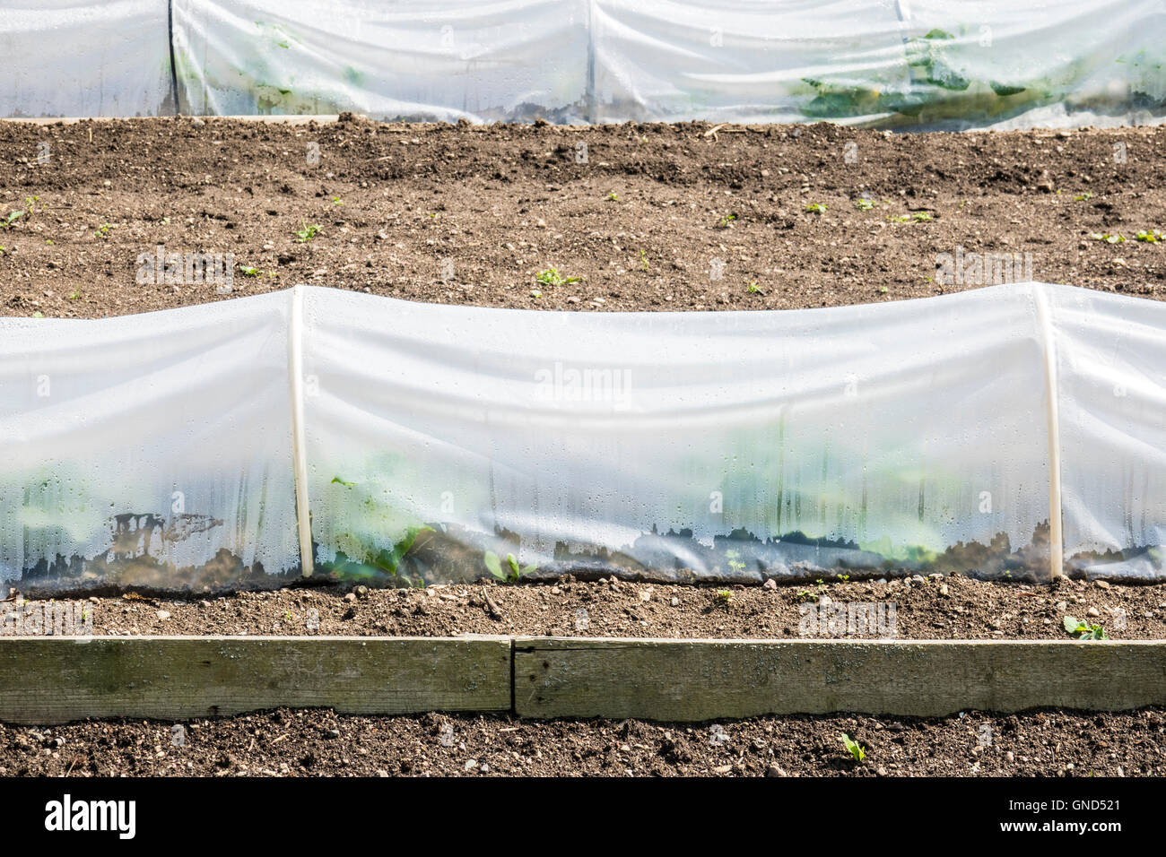 Coltivazione di verdure con il coperchio di plastica come protezione in giardino. Concetto di giardinaggio, la coltivazione delle piante e la produzione di cibo. Foto Stock
