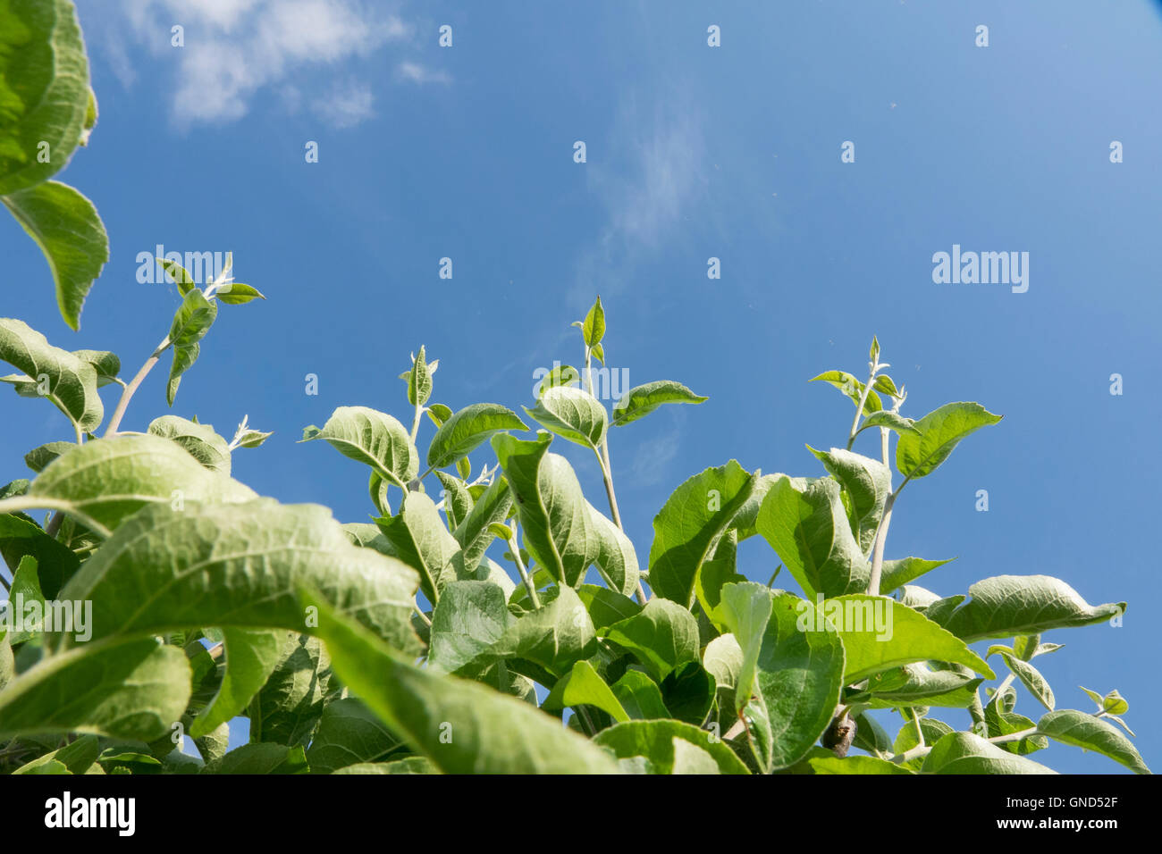 La crescita verde e azzurro del cielo. Rami di albero della mela rivolta verso l'alto, crescente verso il sole. La natura particolare con copyspace. Foto Stock