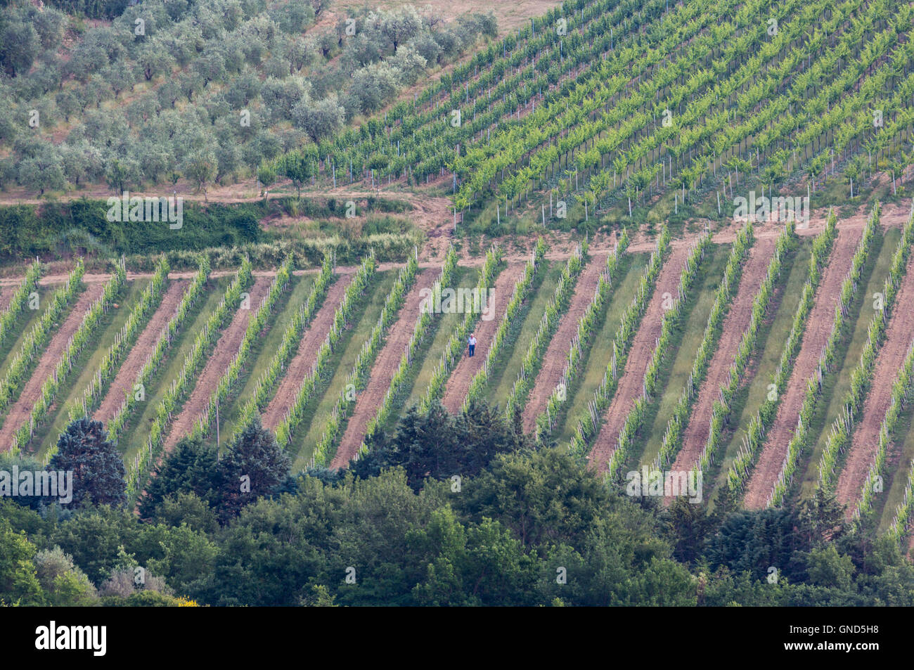 Vigneti vicino a San Gimignano in Provincia di Siena, Toscana, Italia. Foto Stock