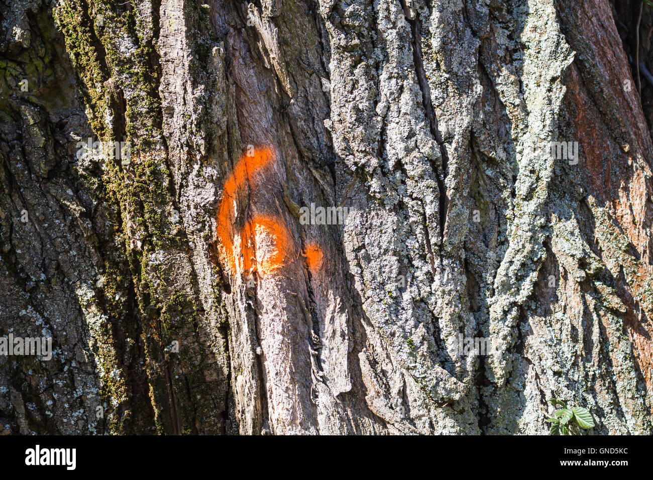 Dipinto in un colore brillante sul vecchio tronco di albero, illuminata dal sole. Foto Stock