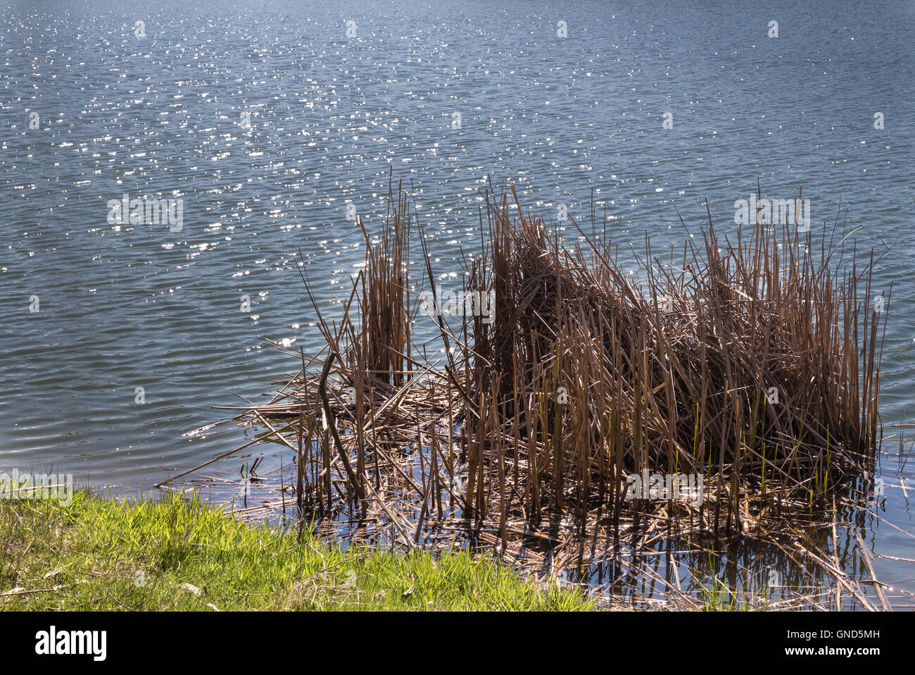 La superficie del lago con il piccolo onde, scintillanti piccolo sole riflessioni. Molla di fresca erba secca vecchia lo scorso anno erba d'acqua. Foto Stock