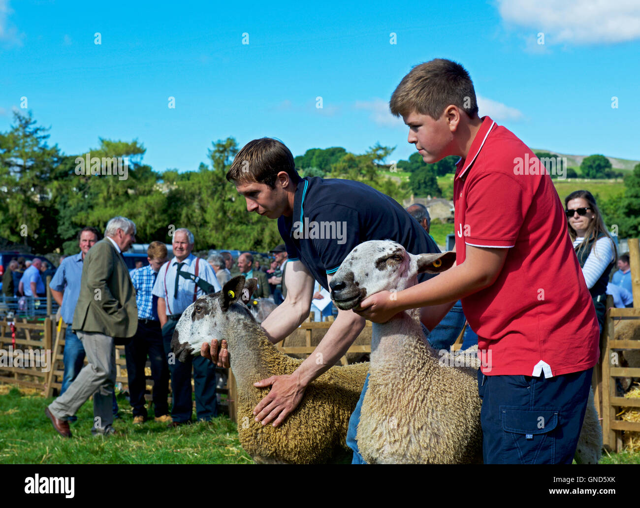 Pecore essendo giudicato a Reeth Show, Swaledale, Yorkshire Dales National Park, North Yorkshire, Inghilterra, Regno Unito Foto Stock