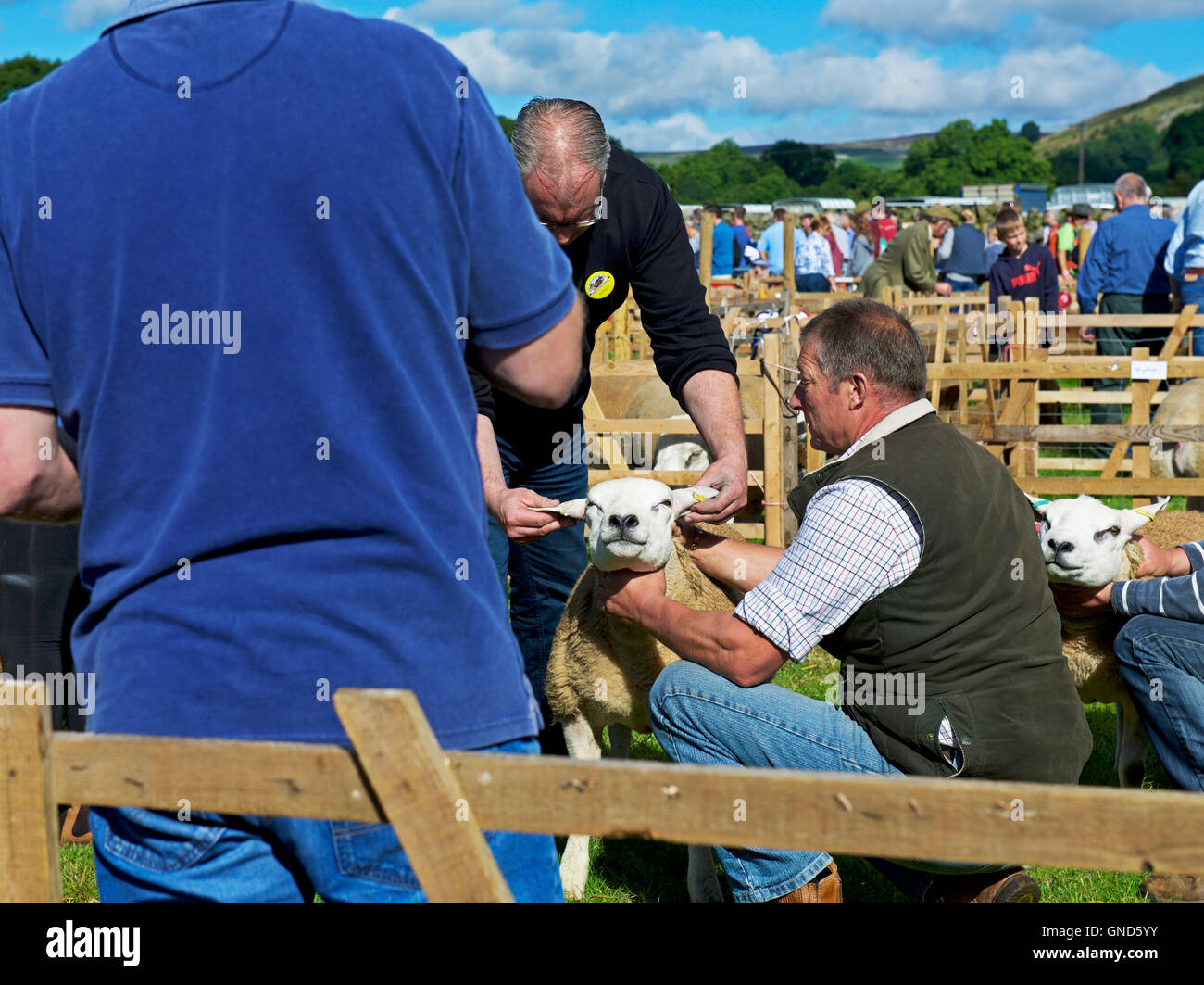 Pecore essendo giudicato a Reeth Show, Swaledale, Yorkshire Dales National Park, North Yorkshire, Inghilterra, Regno Unito Foto Stock