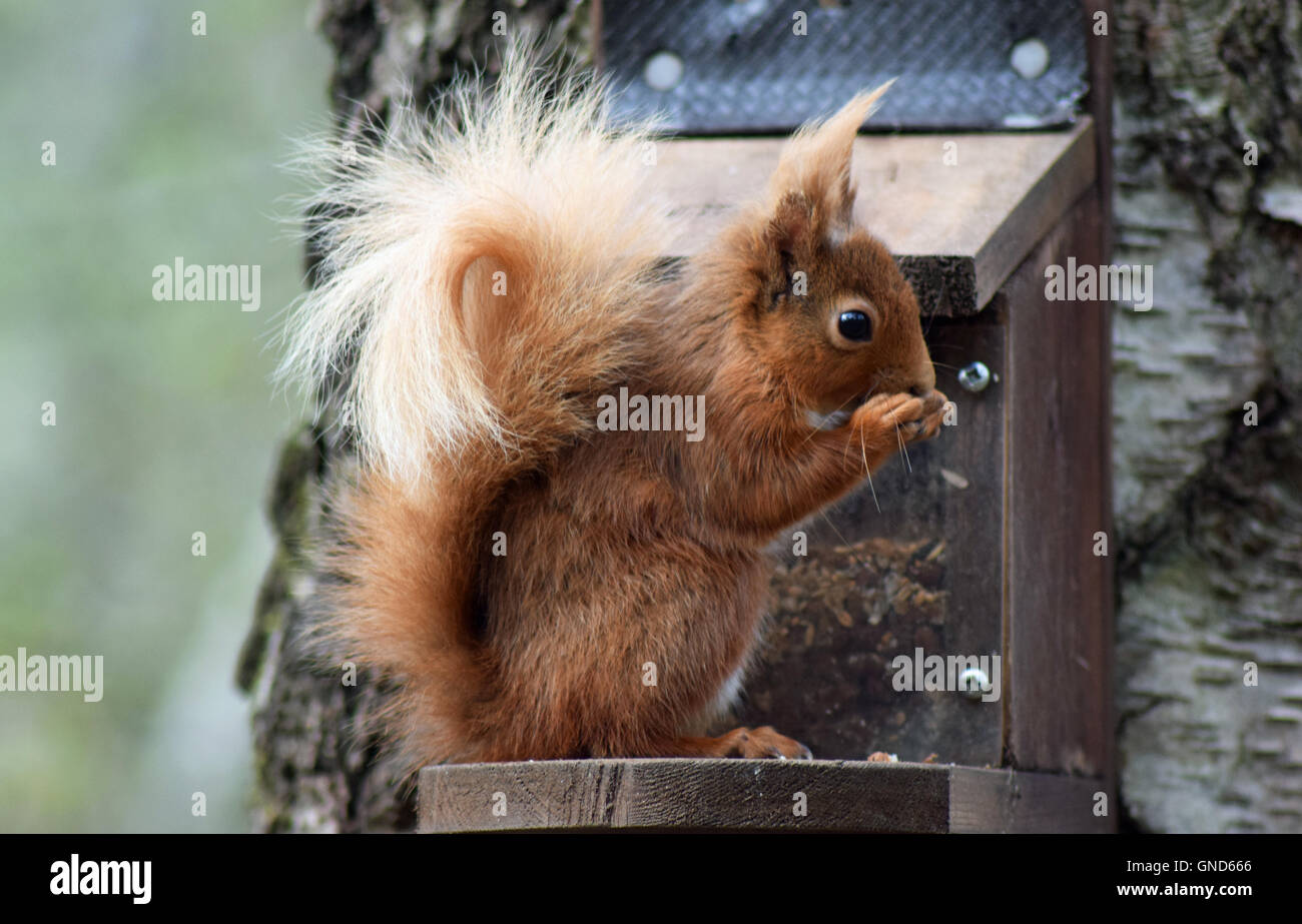 Scoiattolo rosso sull'alimentatore Foto Stock