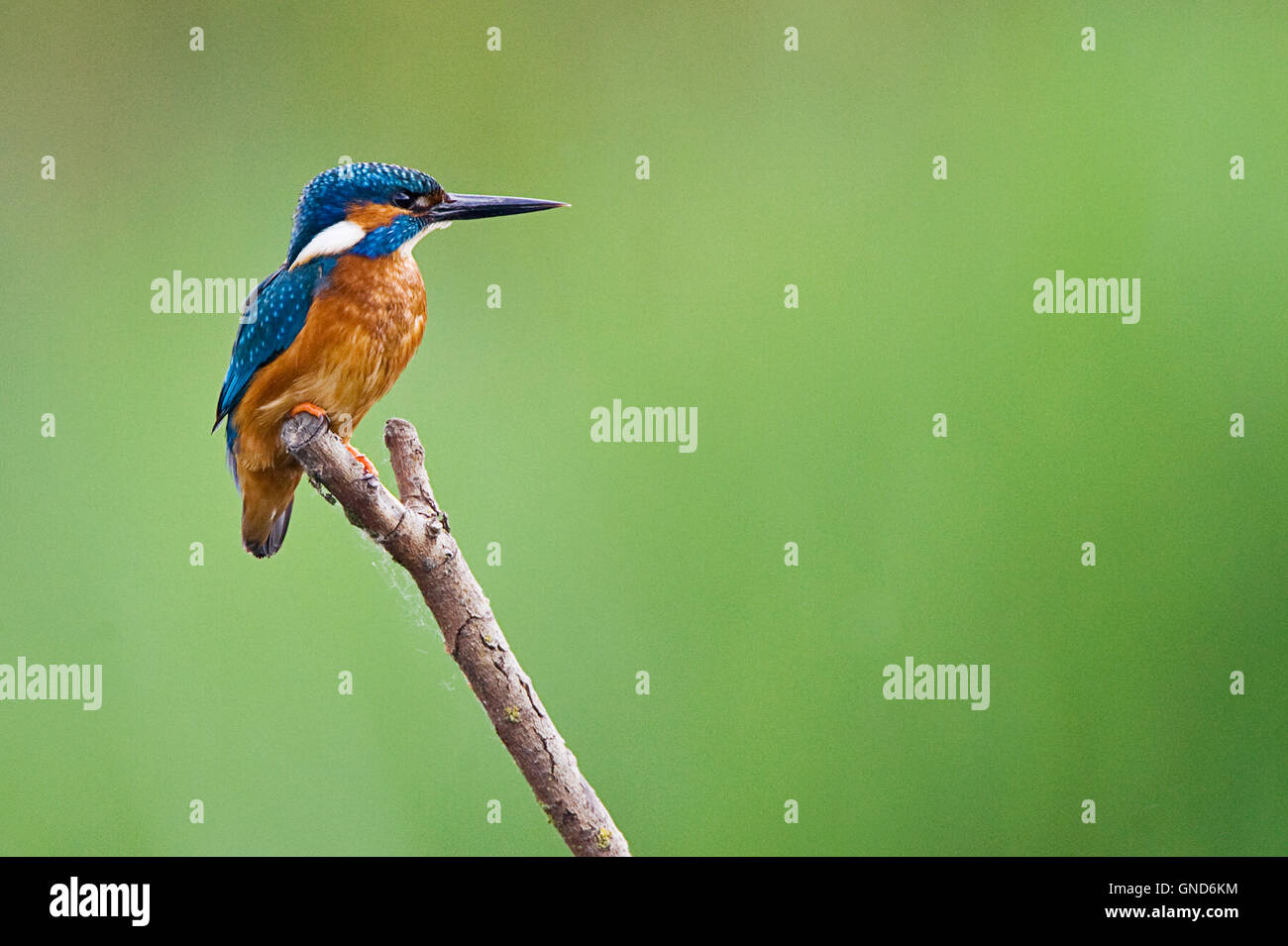 Common Kingfisher (Alcedo atthis) Foto Stock