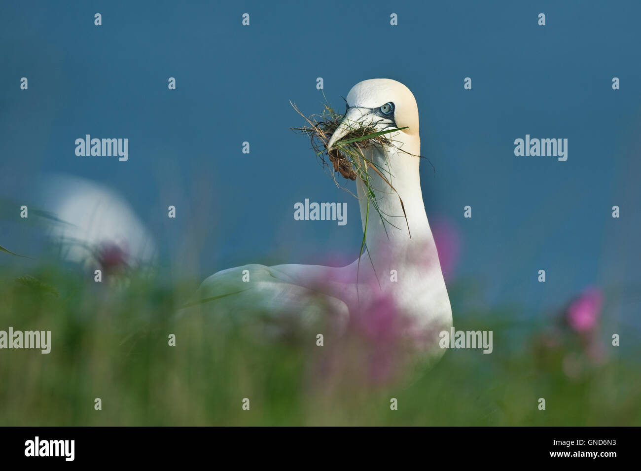 Northern Gannet (Morus bassanus) Foto Stock