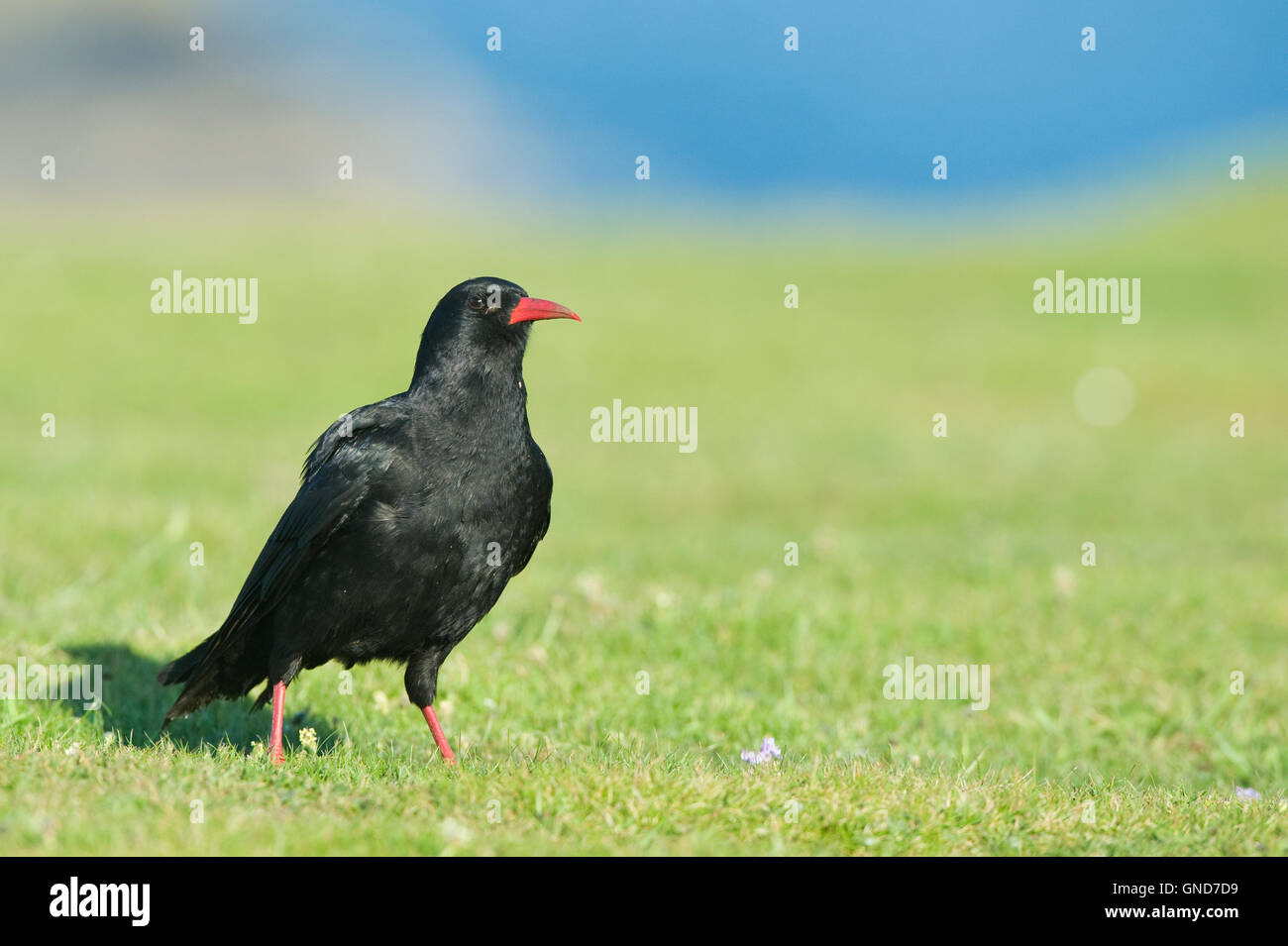 Rosso-fatturate (CHOUGH Pyrrhocorax pyrrhocorax) Foto Stock