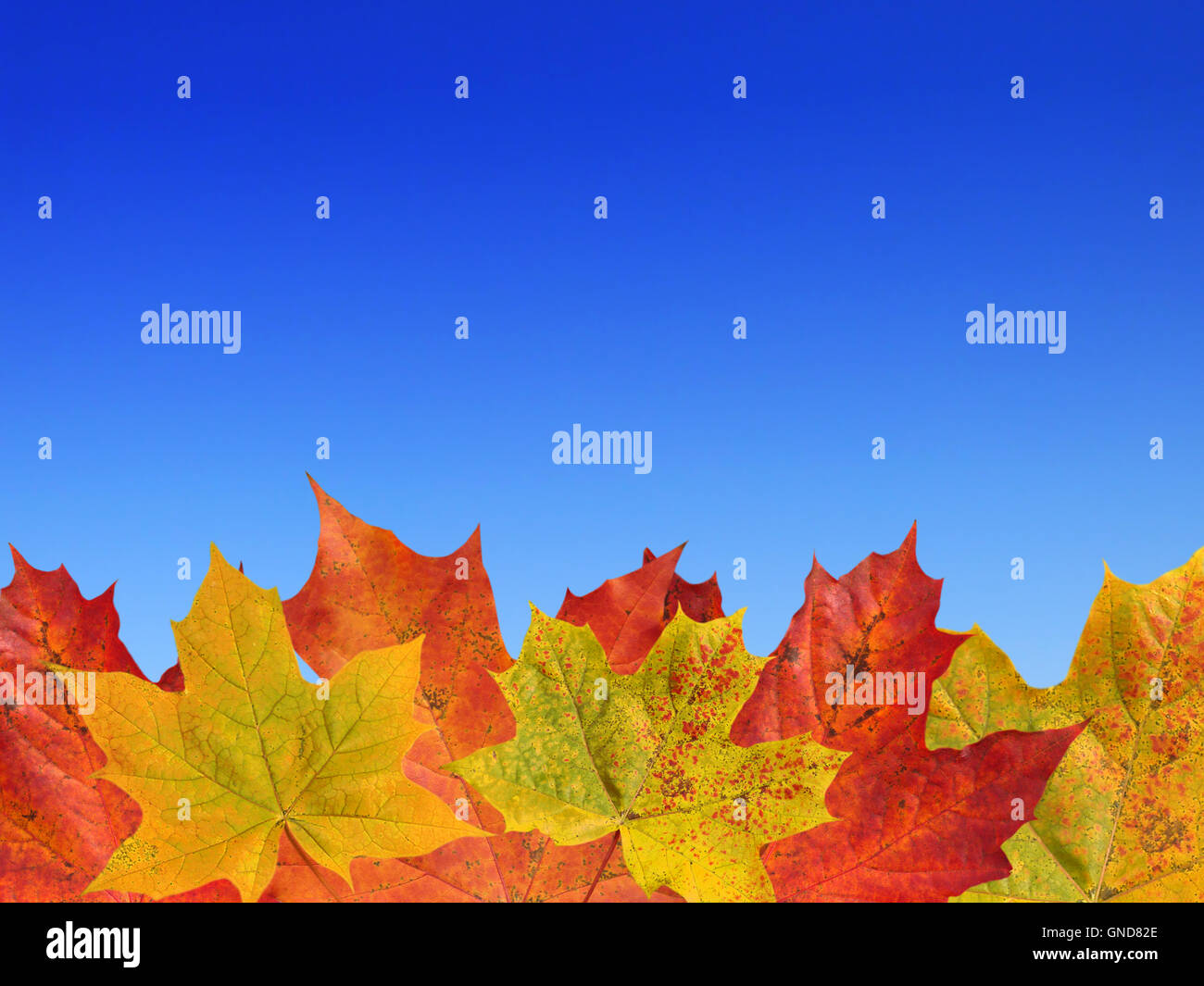 Rosso e giallo di foglie di acero sul cielo blu sullo sfondo Foto Stock