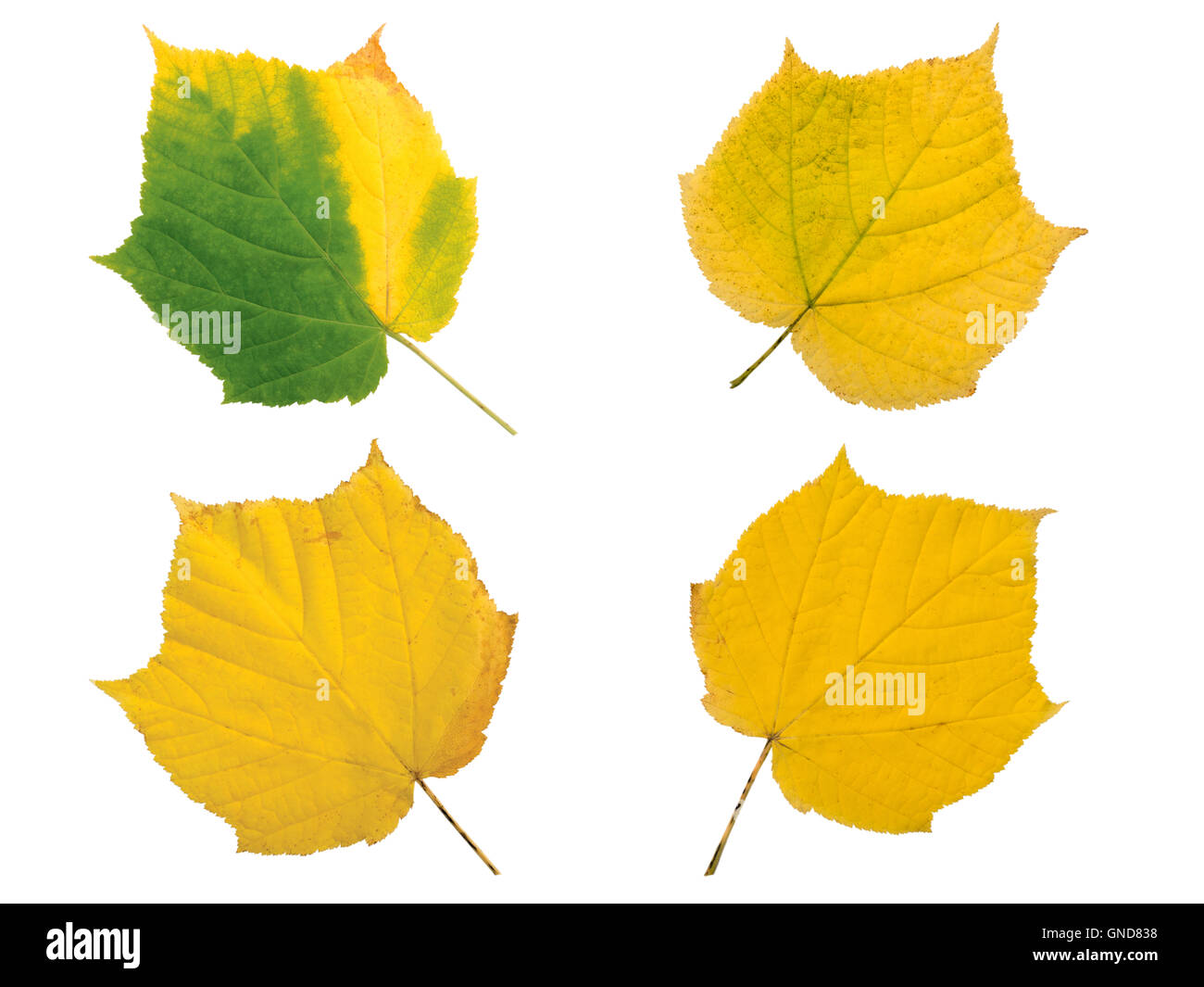 Set di quattro Giallo autunno lascia isolato su bianco Foto Stock
