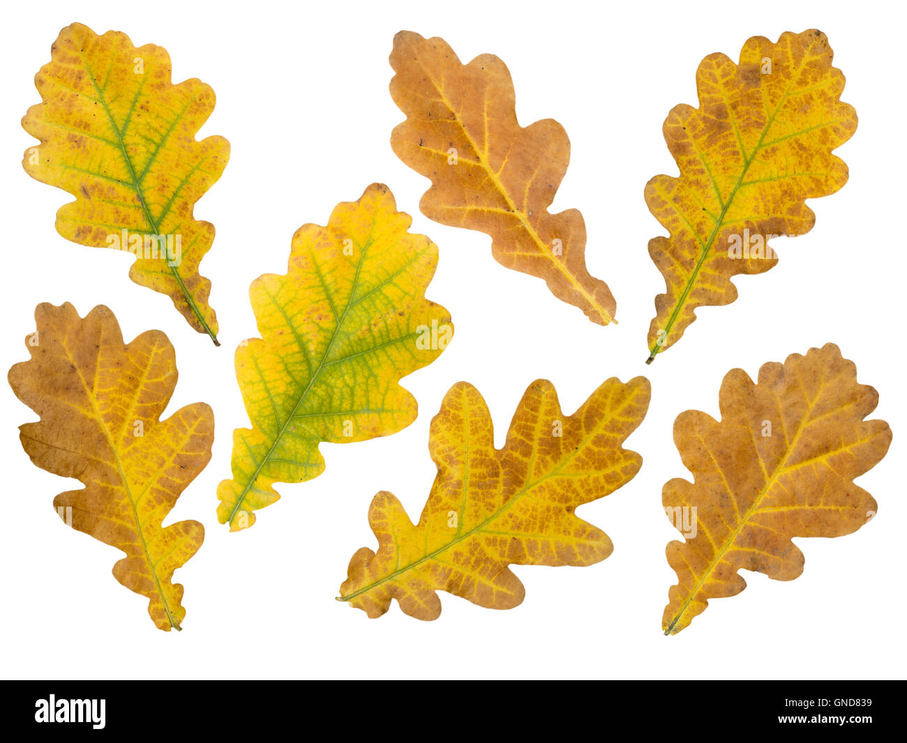 Set di sette marrone e giallo di foglie di quercia isolato su bianco Foto Stock