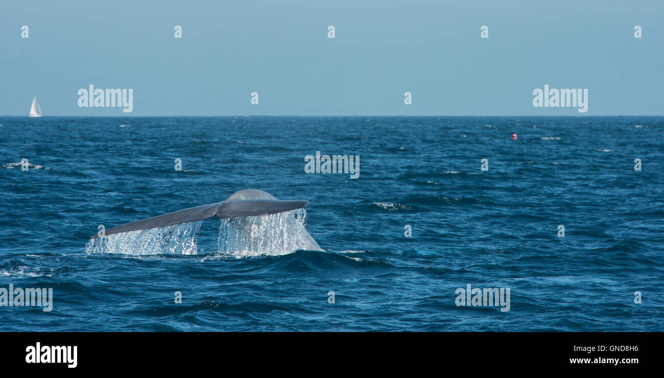 La balenottera azzurra (Balaenoptera musculus) Foto Stock