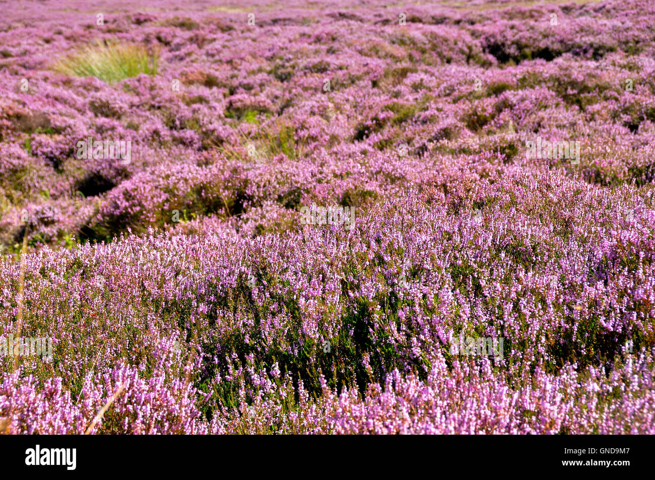 Heather Foto Stock