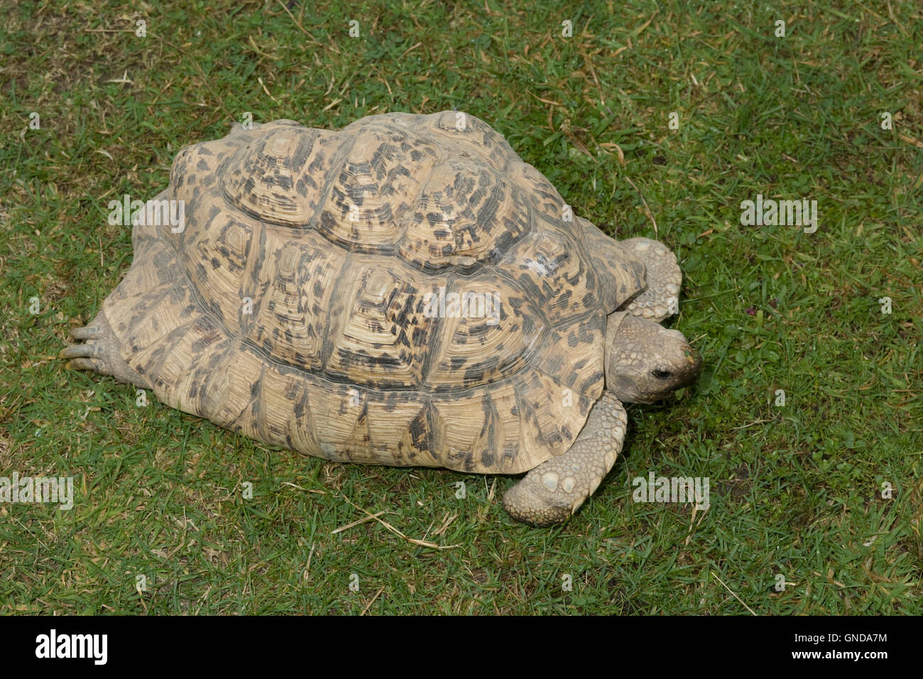 Sperone africana-thighed tartaruga (Geochelone sulcata) a Earnley farfalle uccelli e le bestie Foto Stock