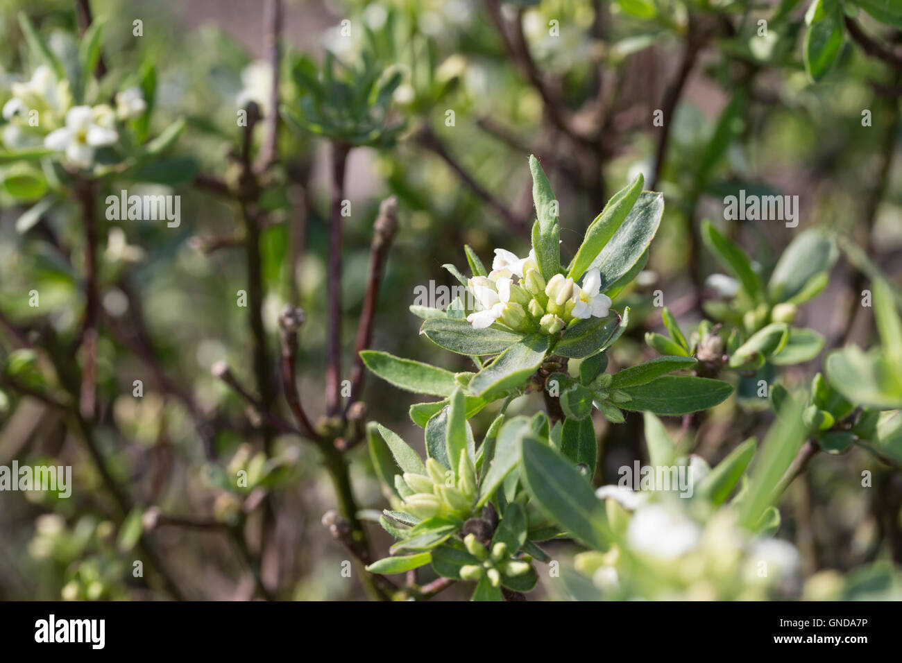 Alpen-Seidelbast, Alpenseidelbast, Seidelbast Daphne alpina, Dafne alpina Foto Stock